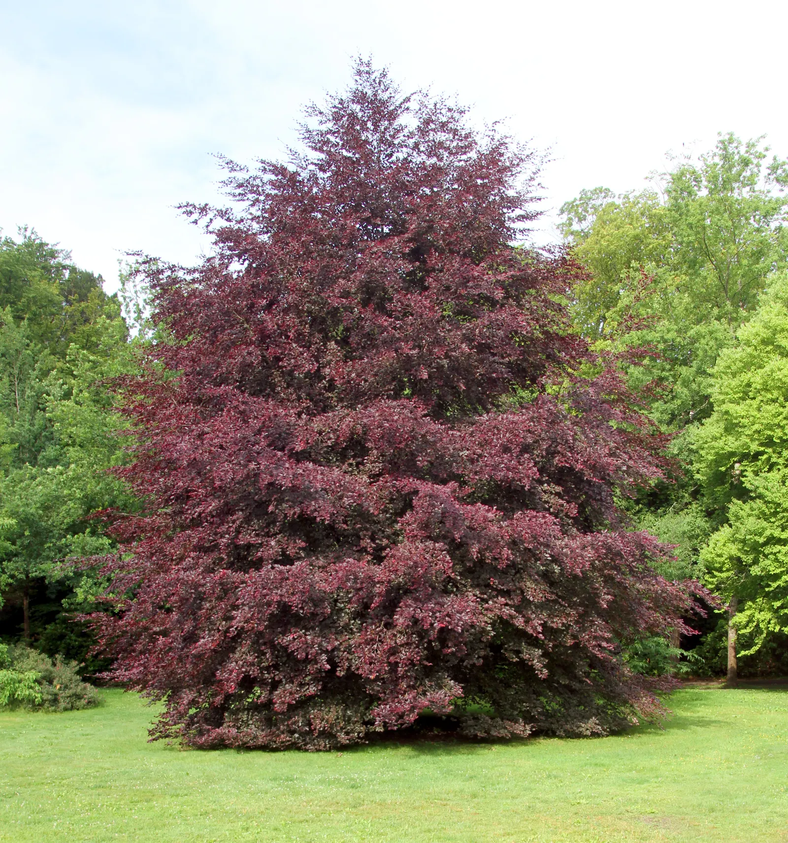 Tricolor European Beech (Fagus Sylvatica 'Tricolor') — Thereafter, it requires only occasional watering, tolerating moderate dry spells; its color and form can