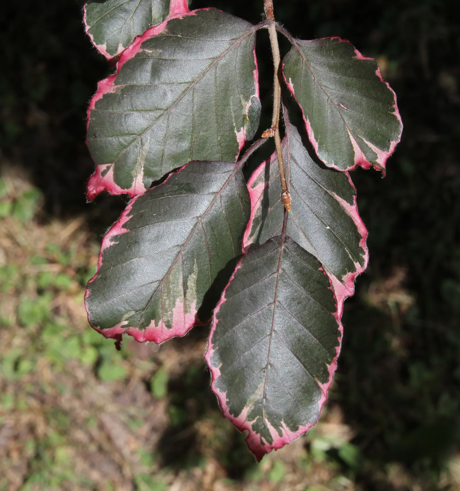 Tricolor European Beech (Fagus Sylvatica 'Tricolor') — dense canopy making it an exceptional specimen tree for medium-sized landscapes