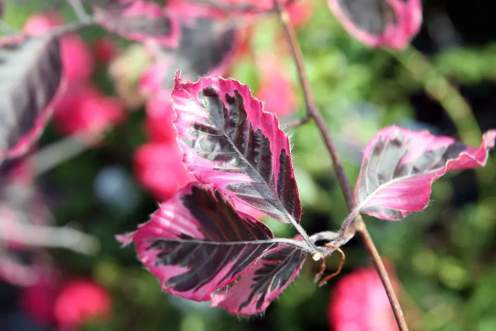 Tricolor European Beech (Fagus Sylvatica 'Tricolor') — with wavy edges and a slight gloss; which boast a blend of purple