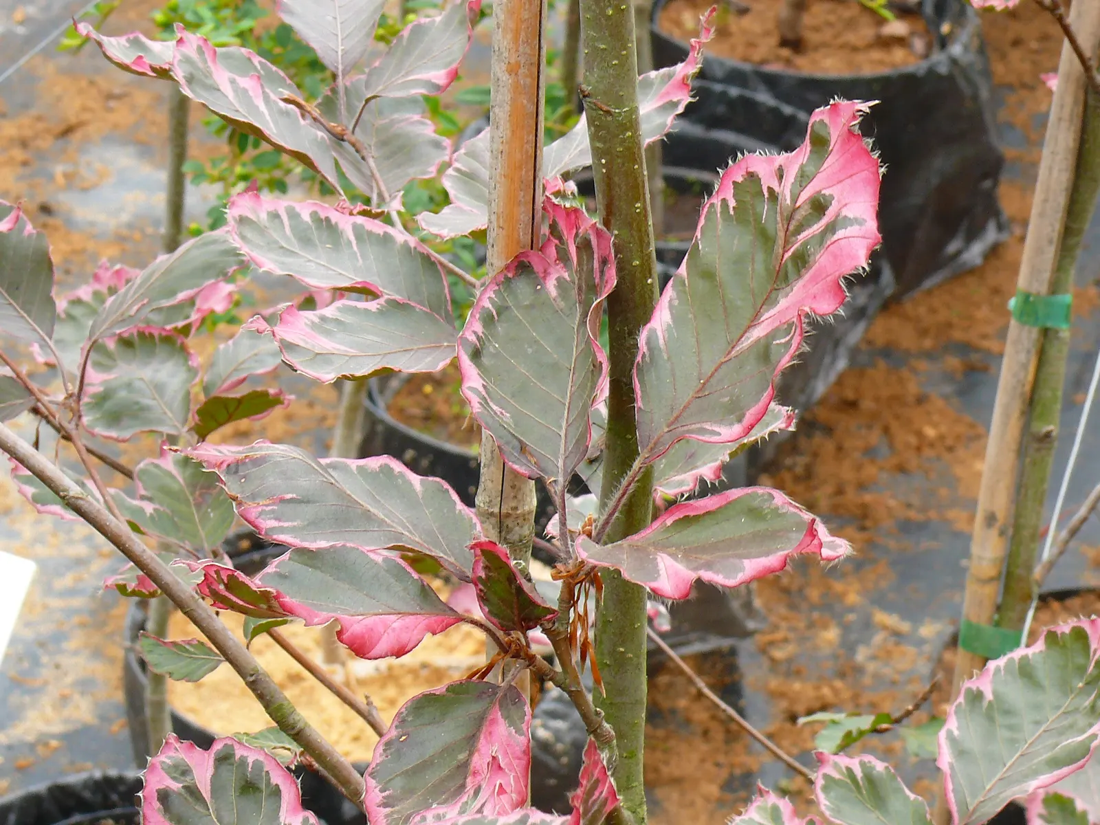Tricolor European Beech (Fagus Sylvatica 'Tricolor') — It prefers well-drained, fertile soil and should be planted in an area with full sun to, image 30