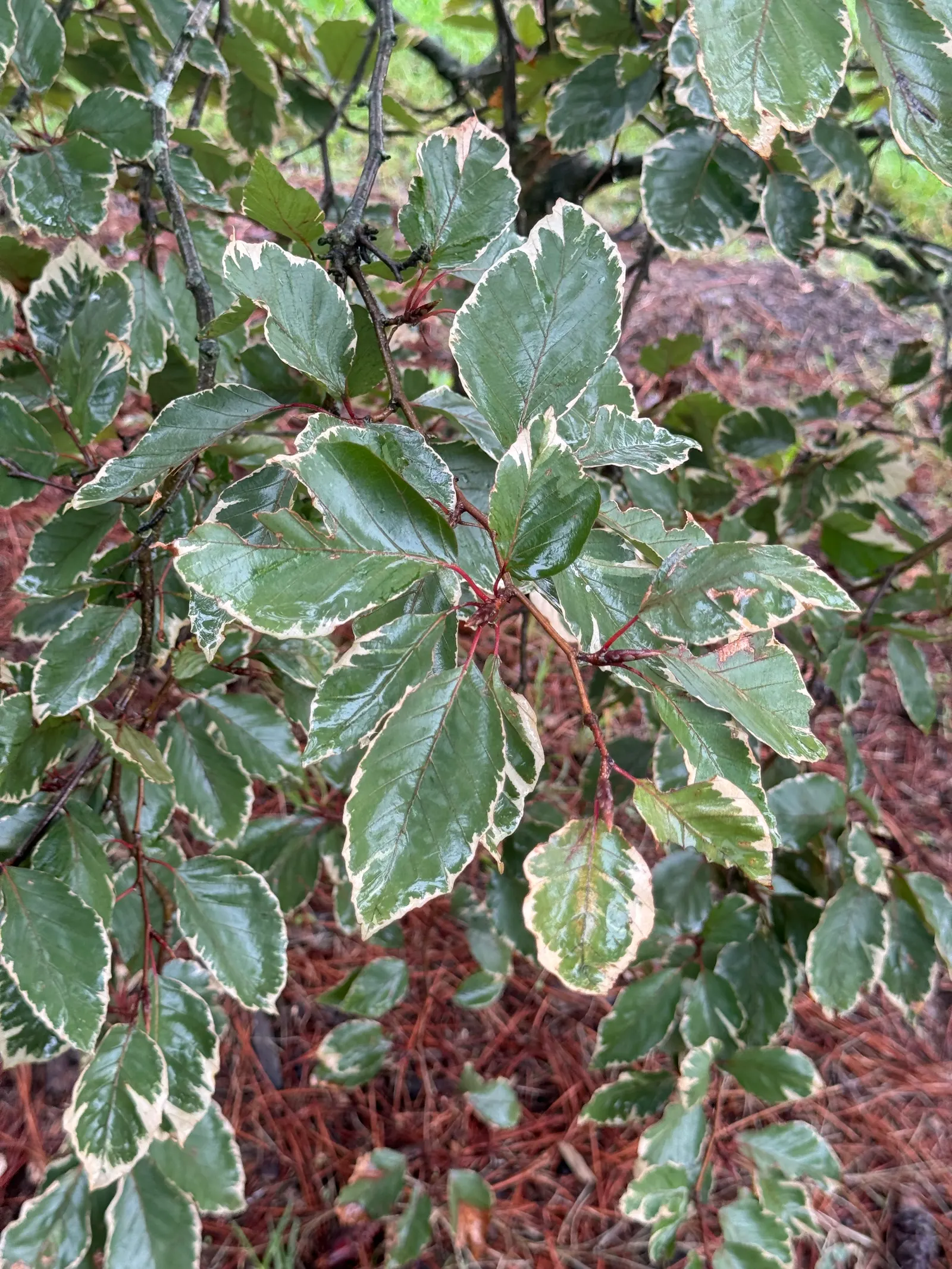 Tricolor European Beech (Fagus Sylvatica 'Tricolor') — It prefers well-drained, fertile soil and should be planted in an area with full sun to partial shade