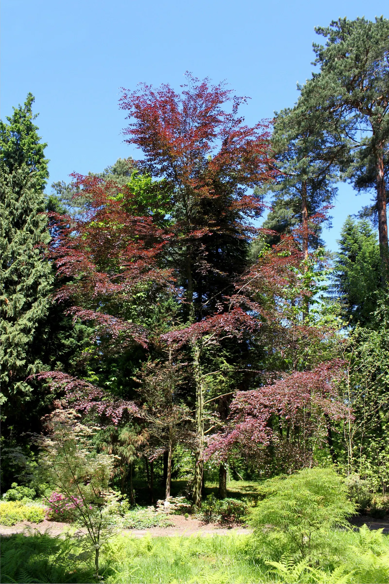 Tricolor European Beech (Fagus Sylvatica 'Tricolor') — It grows to an approximate height of 30 feet with a spread of 20 feet; offering year-round, image 37