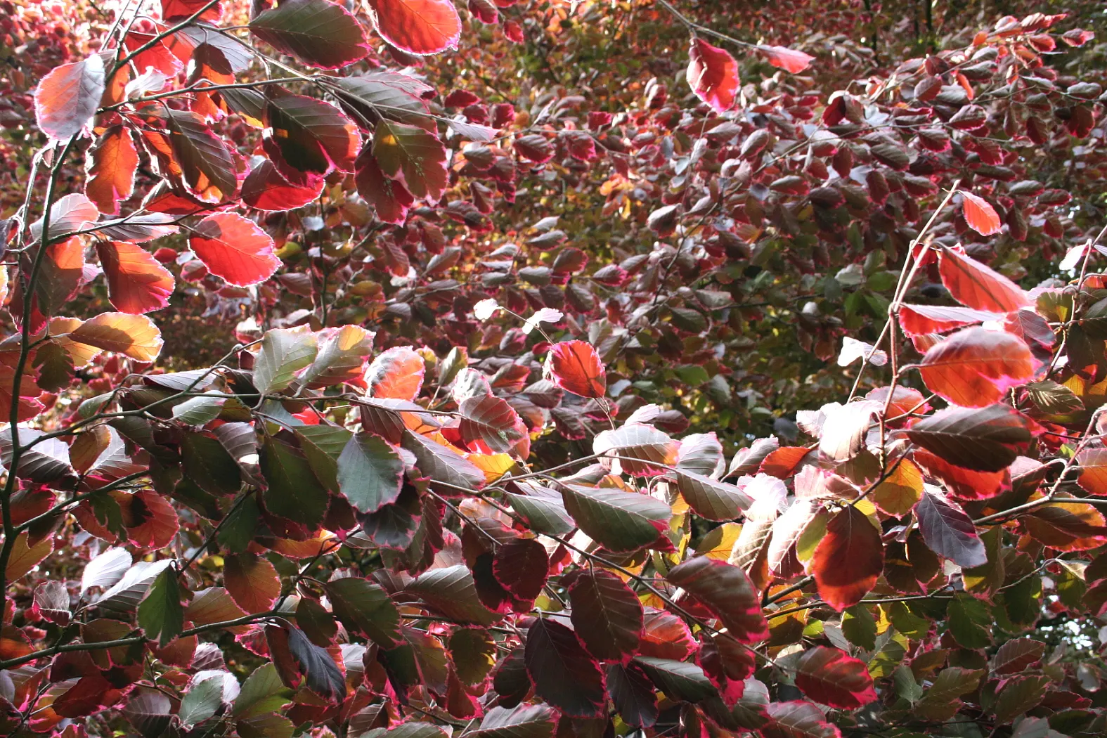 Tricolor European Beech (Fagus Sylvatica 'Tricolor') — This cultivar of the common beech is known for its unique leaves; it is hardy in USDA zones 4 through 7