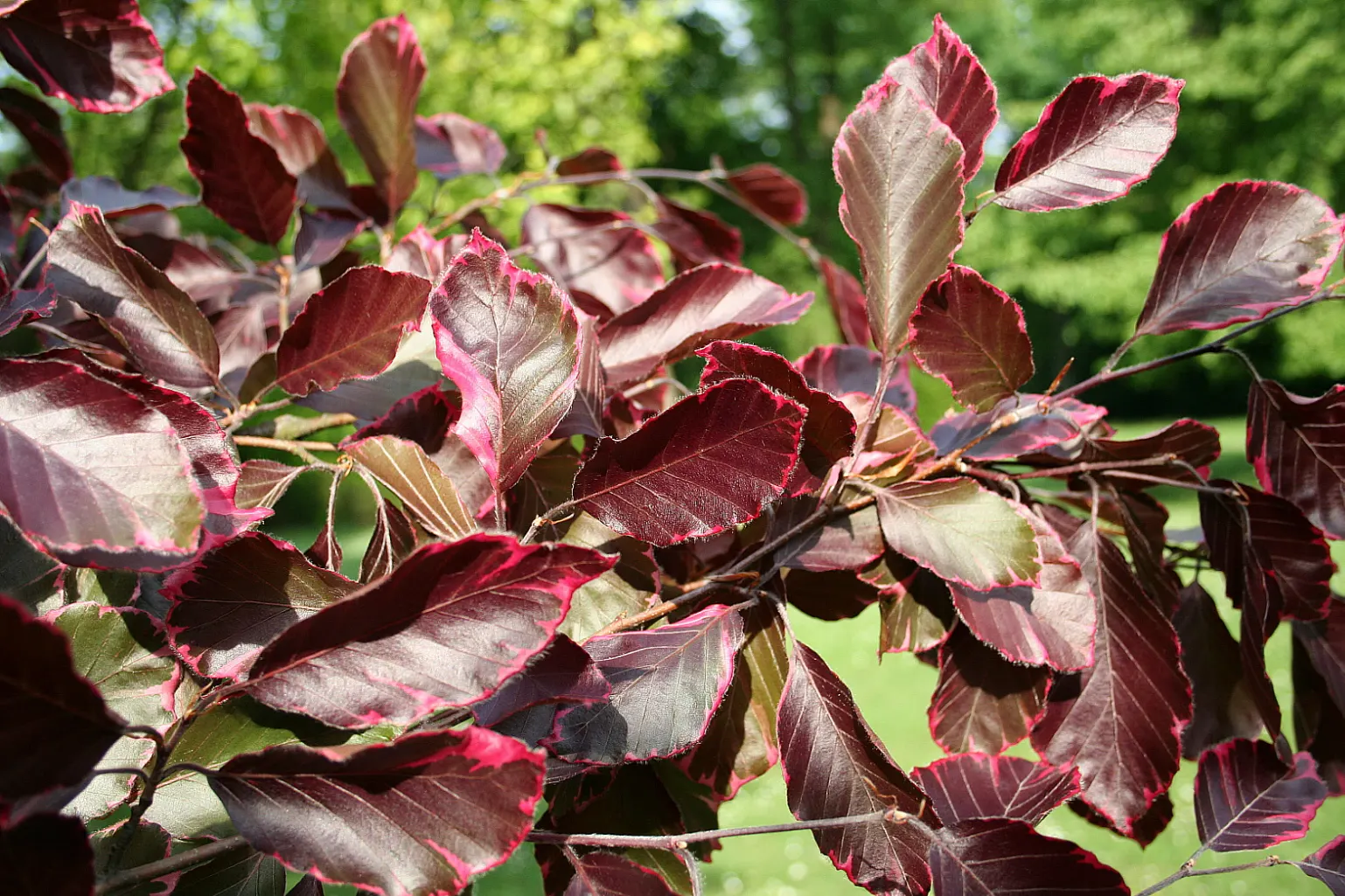Tricolor European Beech (Fagus Sylvatica 'Tricolor') — This slow-growing specimen prefers well-drained soil and partial shade to full sun; dense canopy making