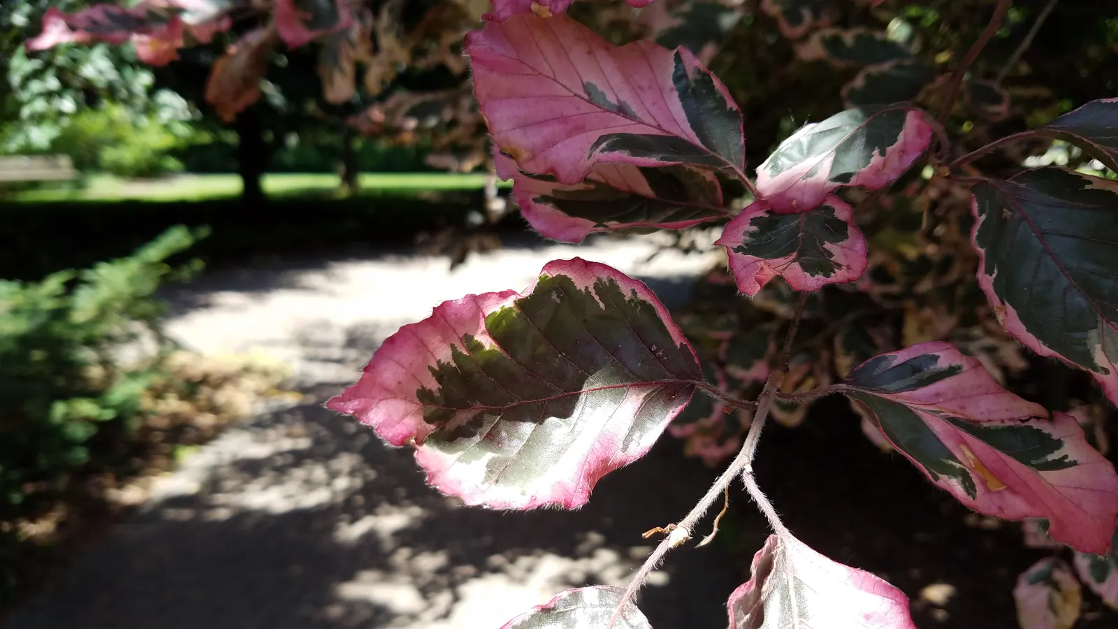 Tricolor European Beech (Fagus Sylvatica 'Tricolor') — with wavy edges and a slight gloss