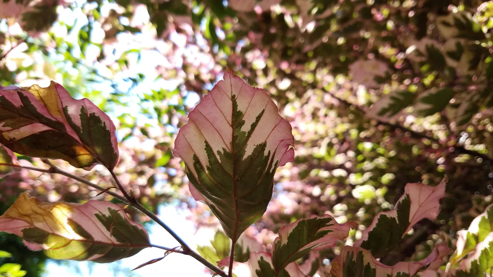 Tricolor European Beech (Fagus Sylvatica 'Tricolor') — Thereafter, it requires only occasional watering, tolerating moderate dry spells
