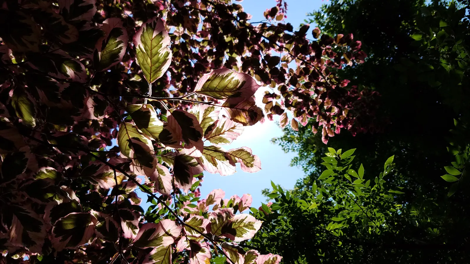 Tricolor European Beech (Fagus Sylvatica 'Tricolor') — consider its striking foliage as a focal point; it prefers well-drained, fertile soil and should be