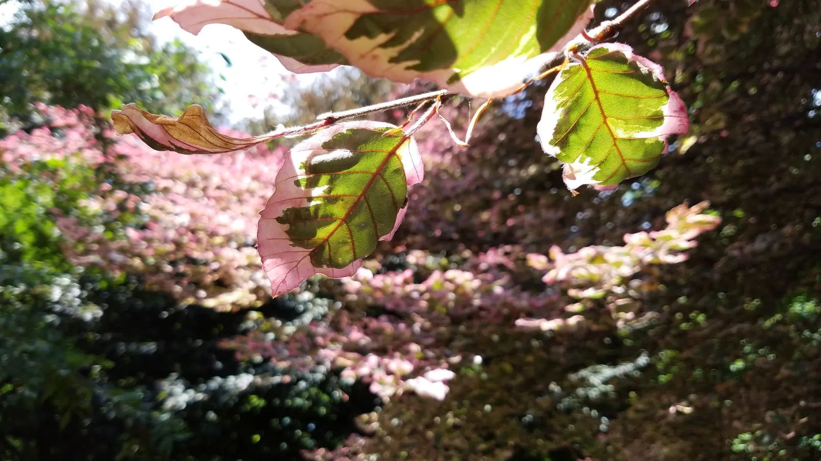 Tricolor European Beech (Fagus Sylvatica 'Tricolor') — which boast a blend of purple; it makes an excellent focal point in landscape designs, image 42