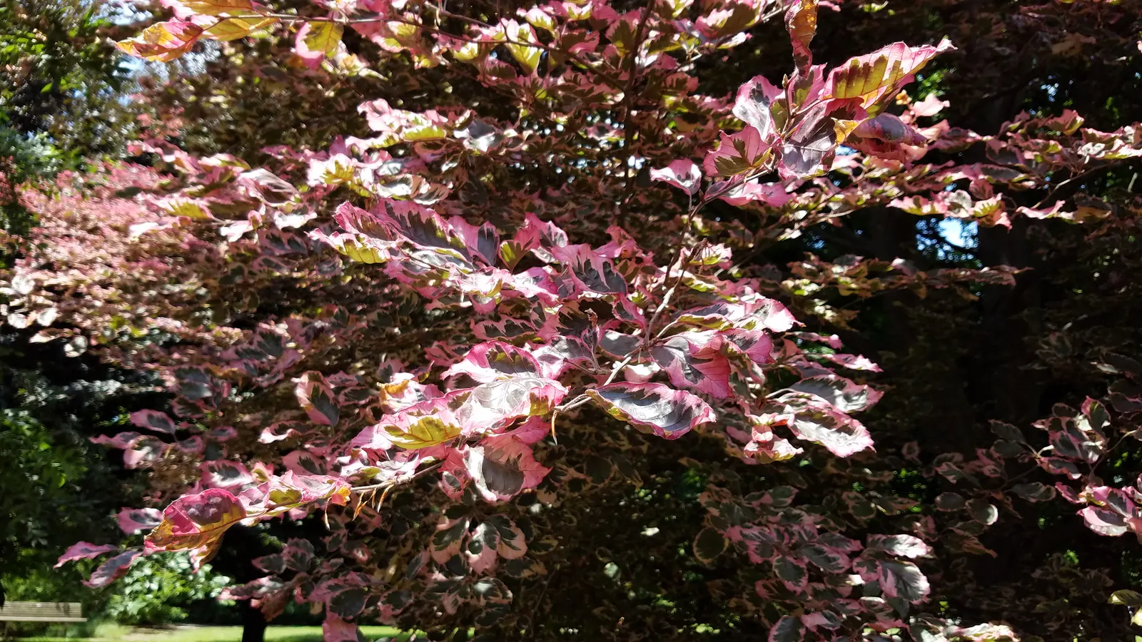 Tricolor European Beech (Fagus Sylvatica 'Tricolor') — The leaves are elliptical; or perennial flowers that appreciate similar growing conditions, image 44