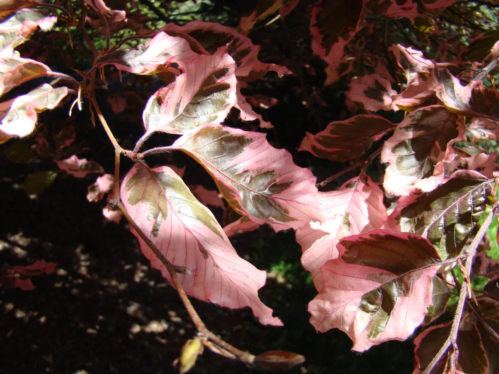 Tricolor European Beech (Fagus Sylvatica 'Tricolor') — offering year-round visual interest with its unique leaf coloration and smooth
