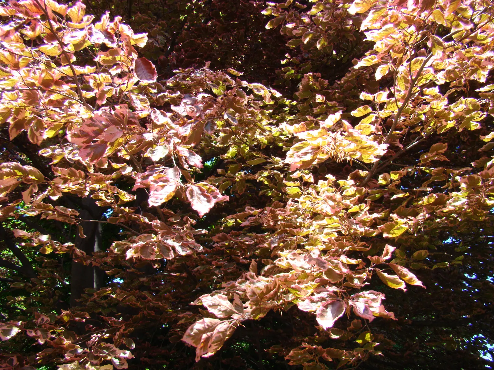 Tricolor European Beech (Fagus Sylvatica 'Tricolor') — This slow-growing specimen prefers well-drained soil and partial shade to full sun; dense, image 38