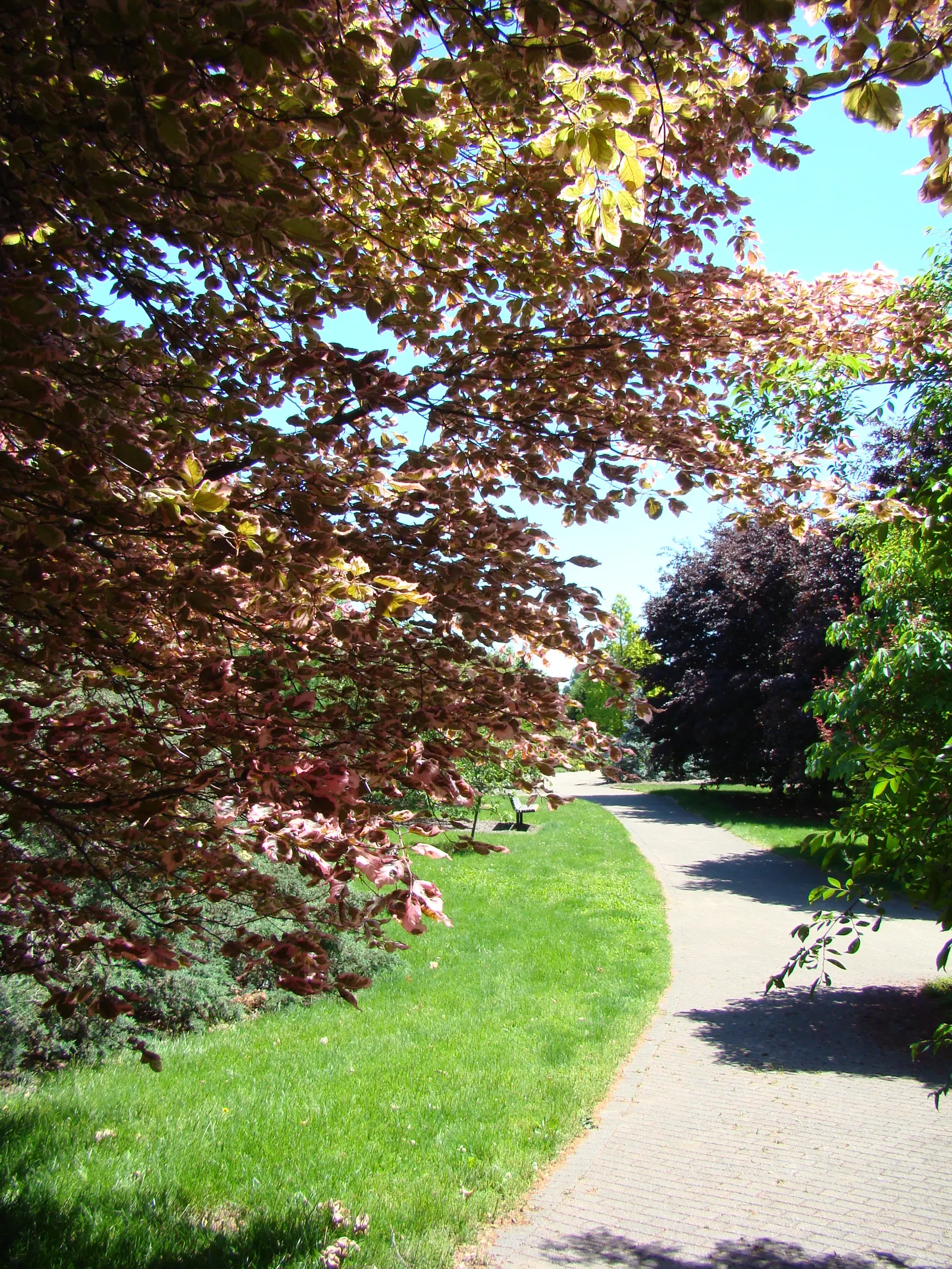 Tricolor European Beech (Fagus Sylvatica 'Tricolor') — or perennial flowers that appreciate similar growing conditions