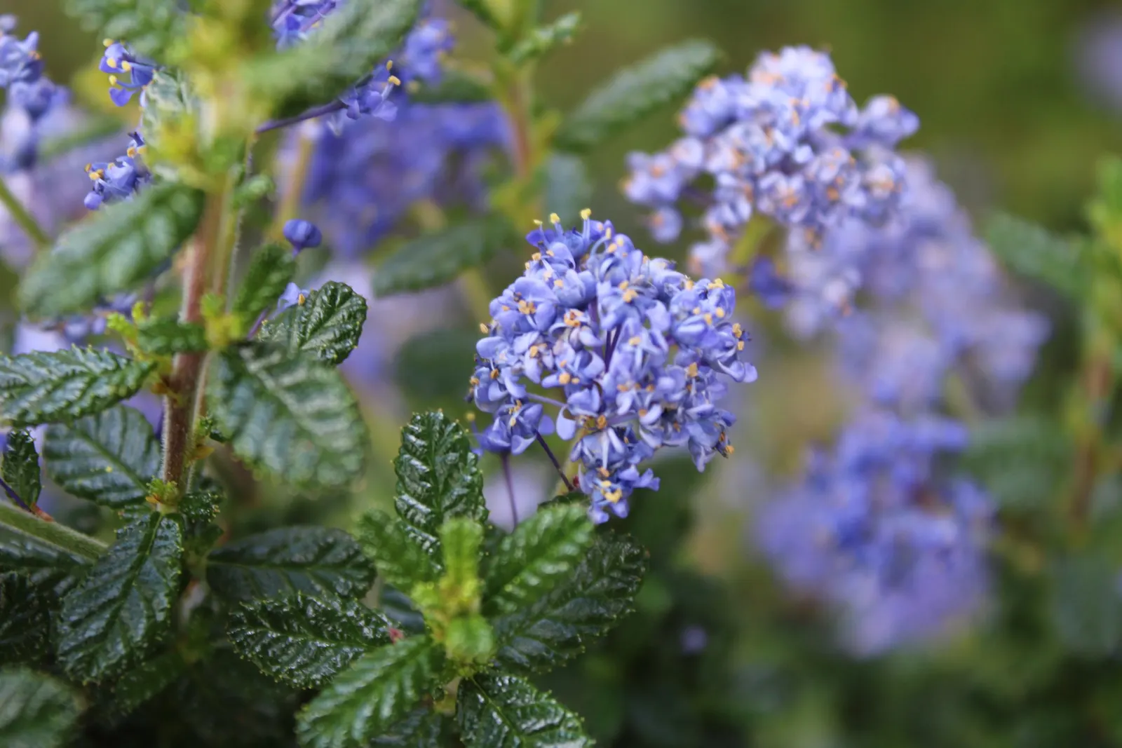 Santa Barbara Lilac (Ceanothus Impressus) — It provides contrast with its dark green, holly-like leaves, and promotes pollinator activity