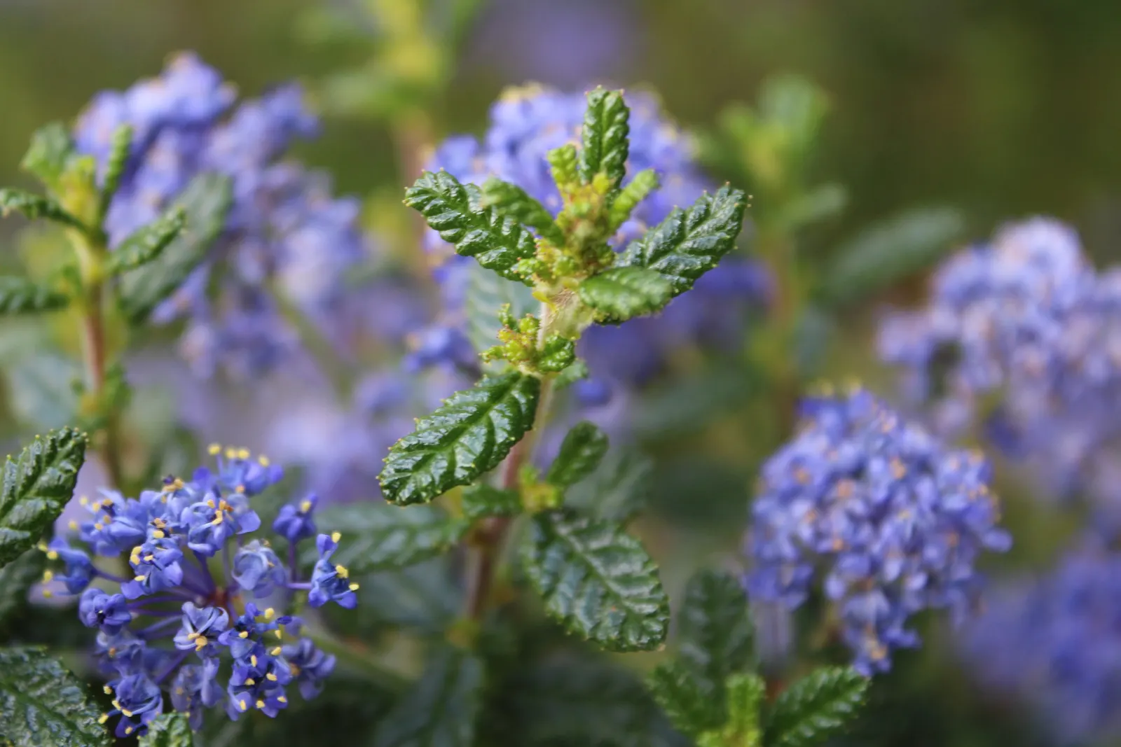 Santa Barbara Lilac (Ceanothus Impressus) — Mature size reaches 6-9 ft height with an equal spread