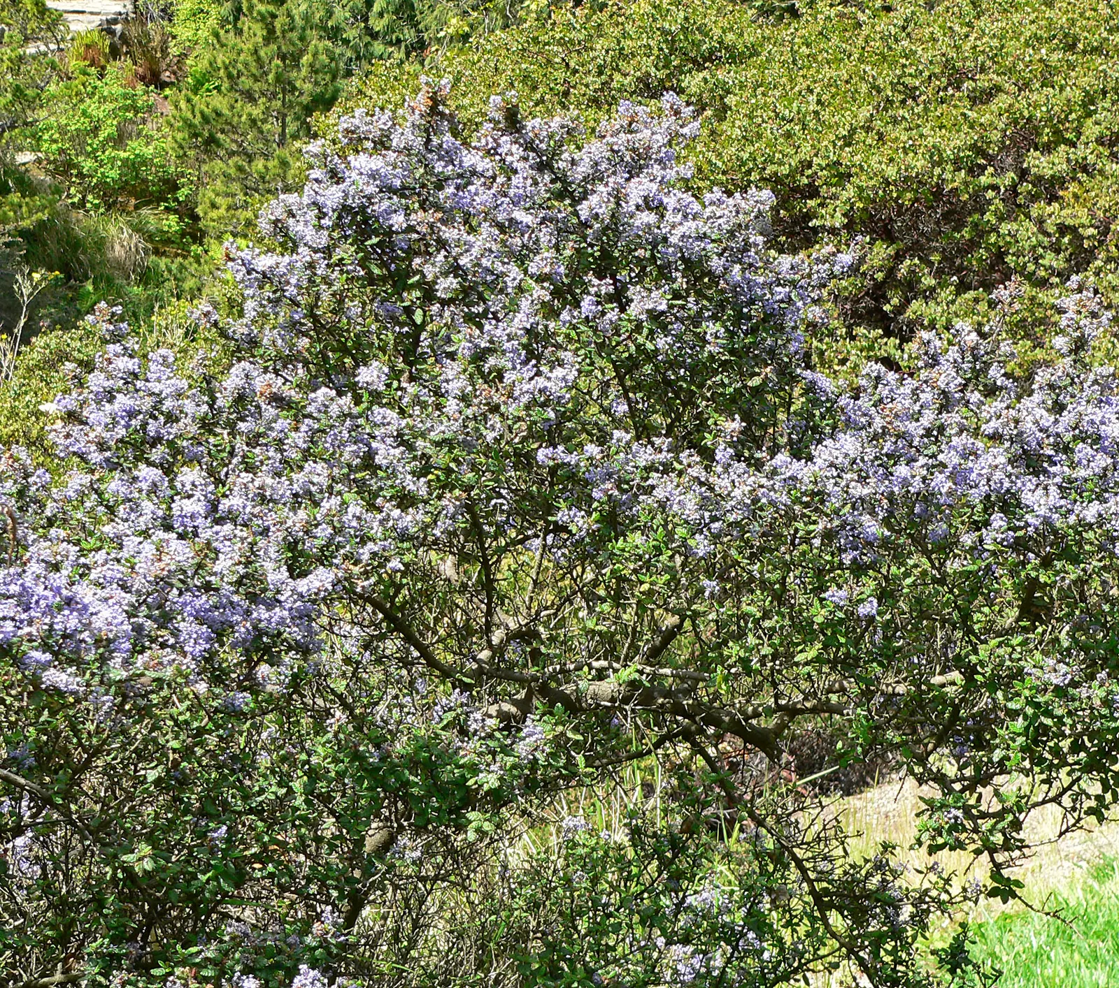 Santa Barbara Lilac (Ceanothus Impressus) — adding to the plant's visual intrigue.<br><br>Growing to a robust size