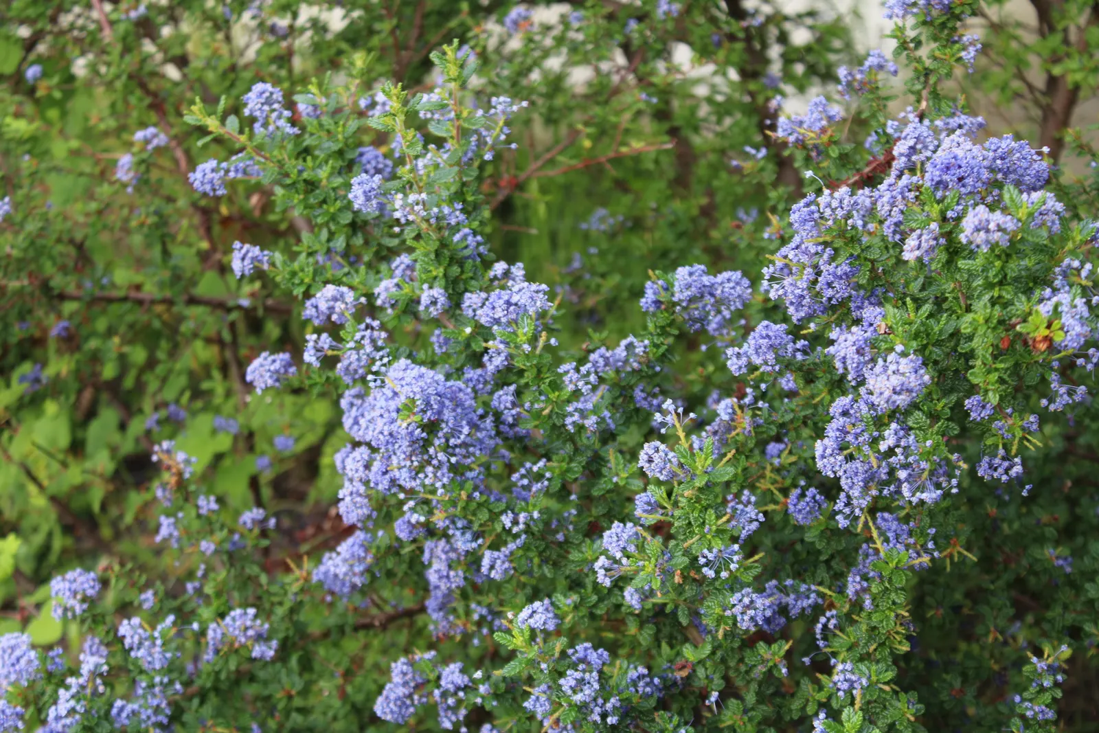 Santa Barbara Lilac (Ceanothus Impressus) — Prized for vibrant blue blossoms, it flourishes in full sun