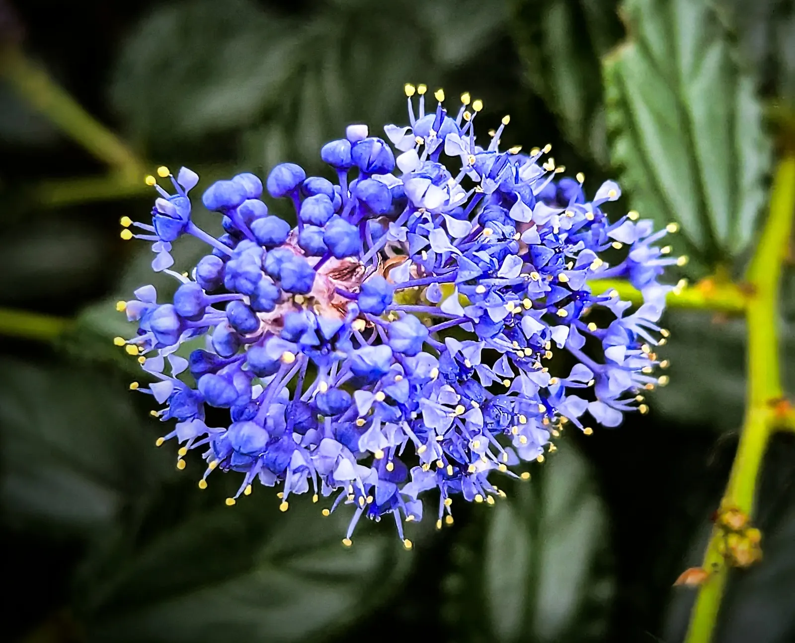 Santa Barbara Lilac (Ceanothus Impressus) — With its preference for full sun to partial shade and ability to thrive in well-drained soils