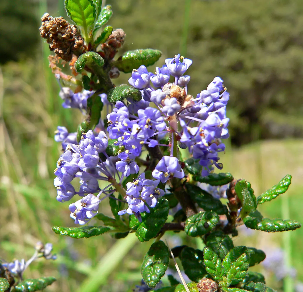 Santa Barbara Lilac (Ceanothus Impressus) — The Santa Barbara Lilac, Ceanothus impressus, thrives in USDA zones 8-10