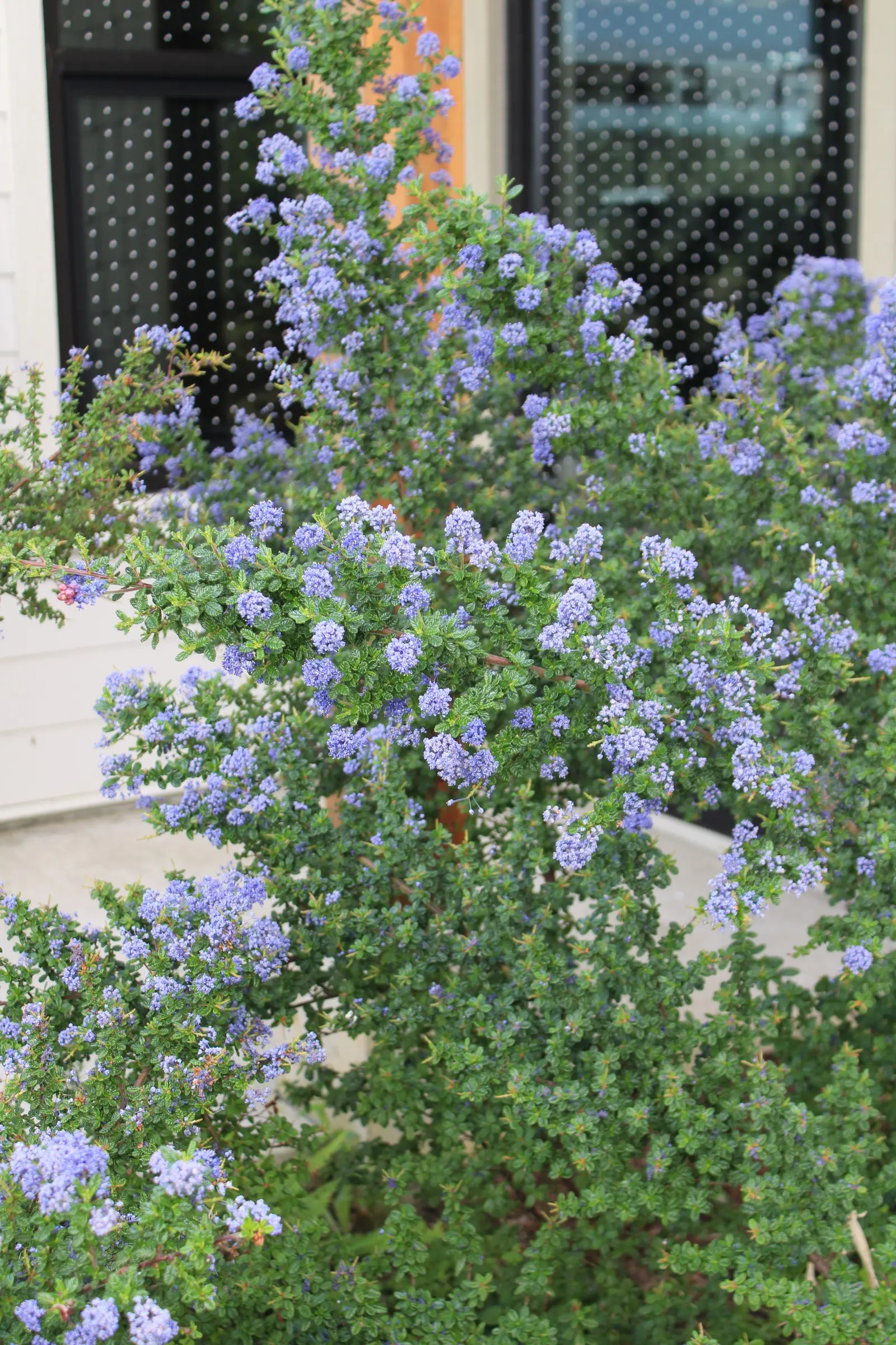 Santa Barbara Lilac (Ceanothus Impressus) — This evergreen shrub requires minimal water once established, ideal for drought-tolerant landscapes