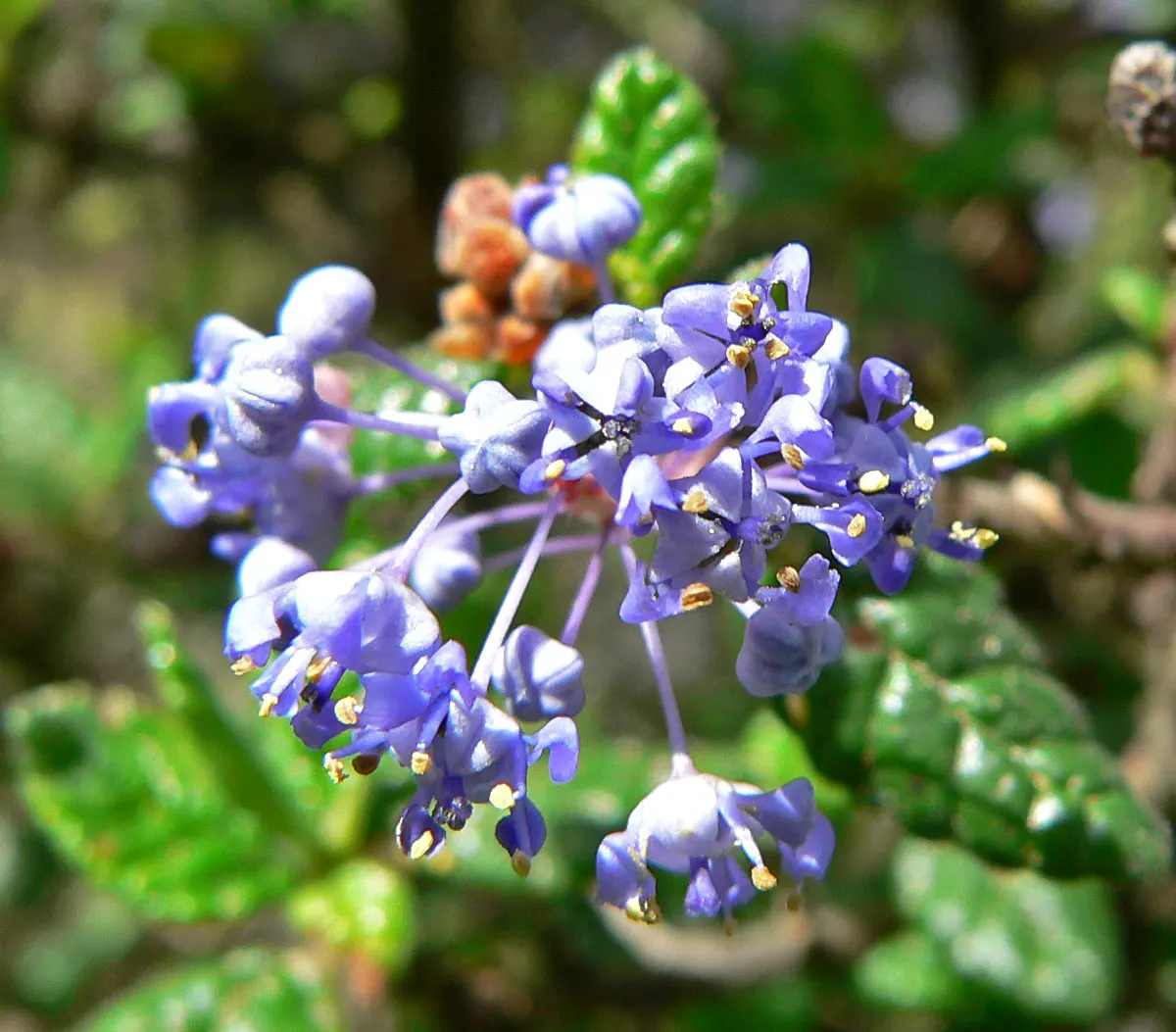 Santa Barbara Lilac (Ceanothus Impressus) — scientifically called Ceanothus impressus