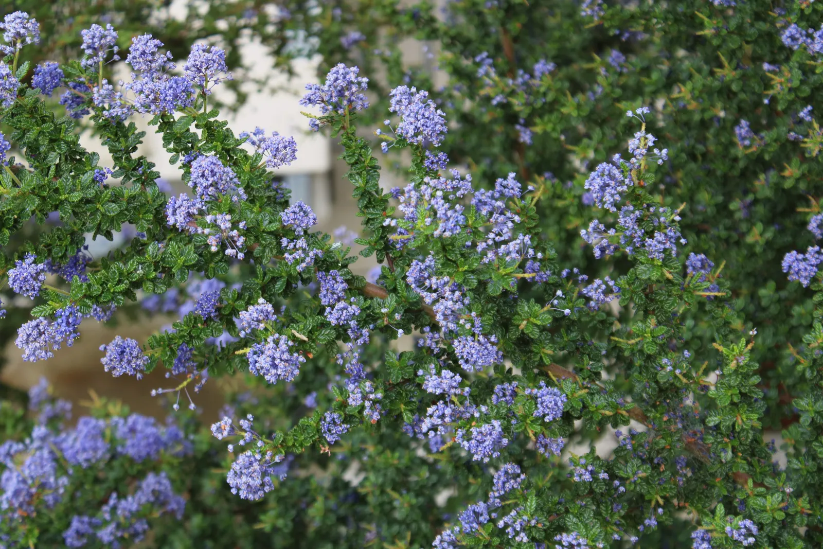 Santa Barbara Lilac (Ceanothus Impressus) — Plant in well-draining soil for optimal growth