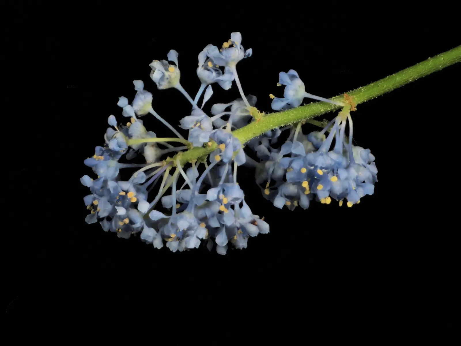 Santa Barbara Lilac (Ceanothus Impressus) — which vividly contrast against its dark green