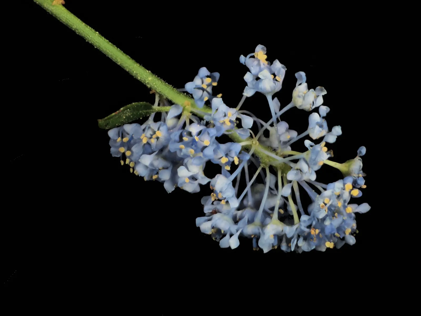 Santa Barbara Lilac (Ceanothus Impressus) — measuring about 0.5 to 1 inch in length