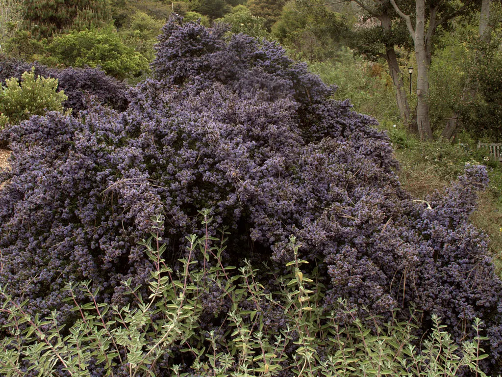 Santa Barbara Lilac (Ceanothus Impressus) — display a crinkled texture