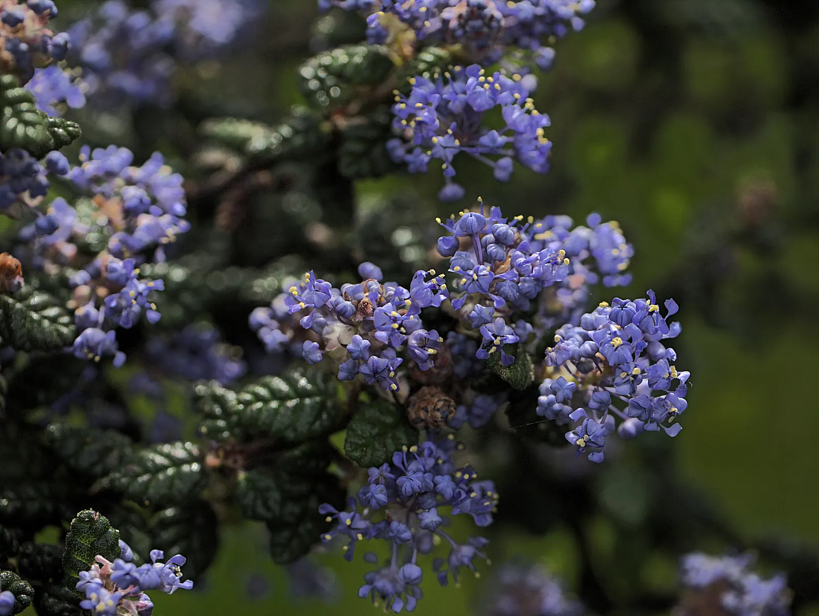 Santa Barbara Lilac (Ceanothus Impressus) — This evergreen species is particularly renowned for its dense clusters of deep