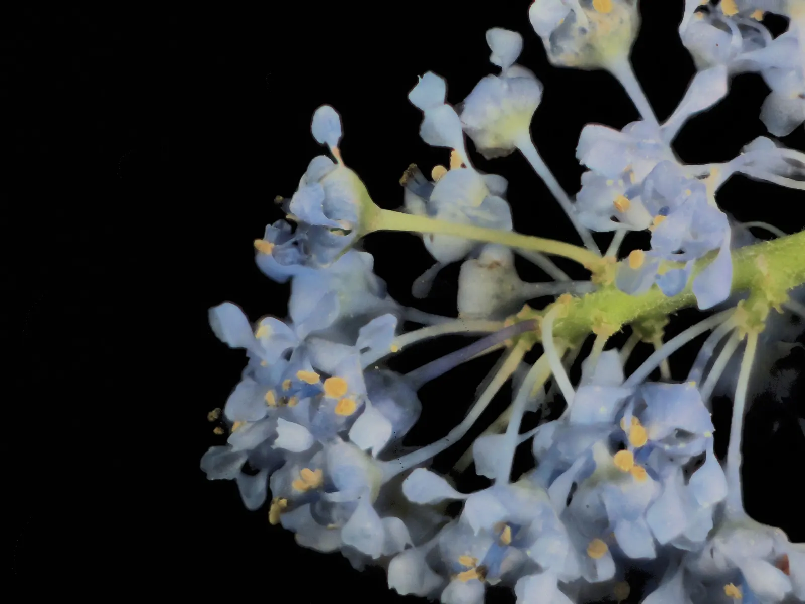 Santa Barbara Lilac (Ceanothus Impressus) — is a captivating shrub known for its vibrant blossoms and lush foliage