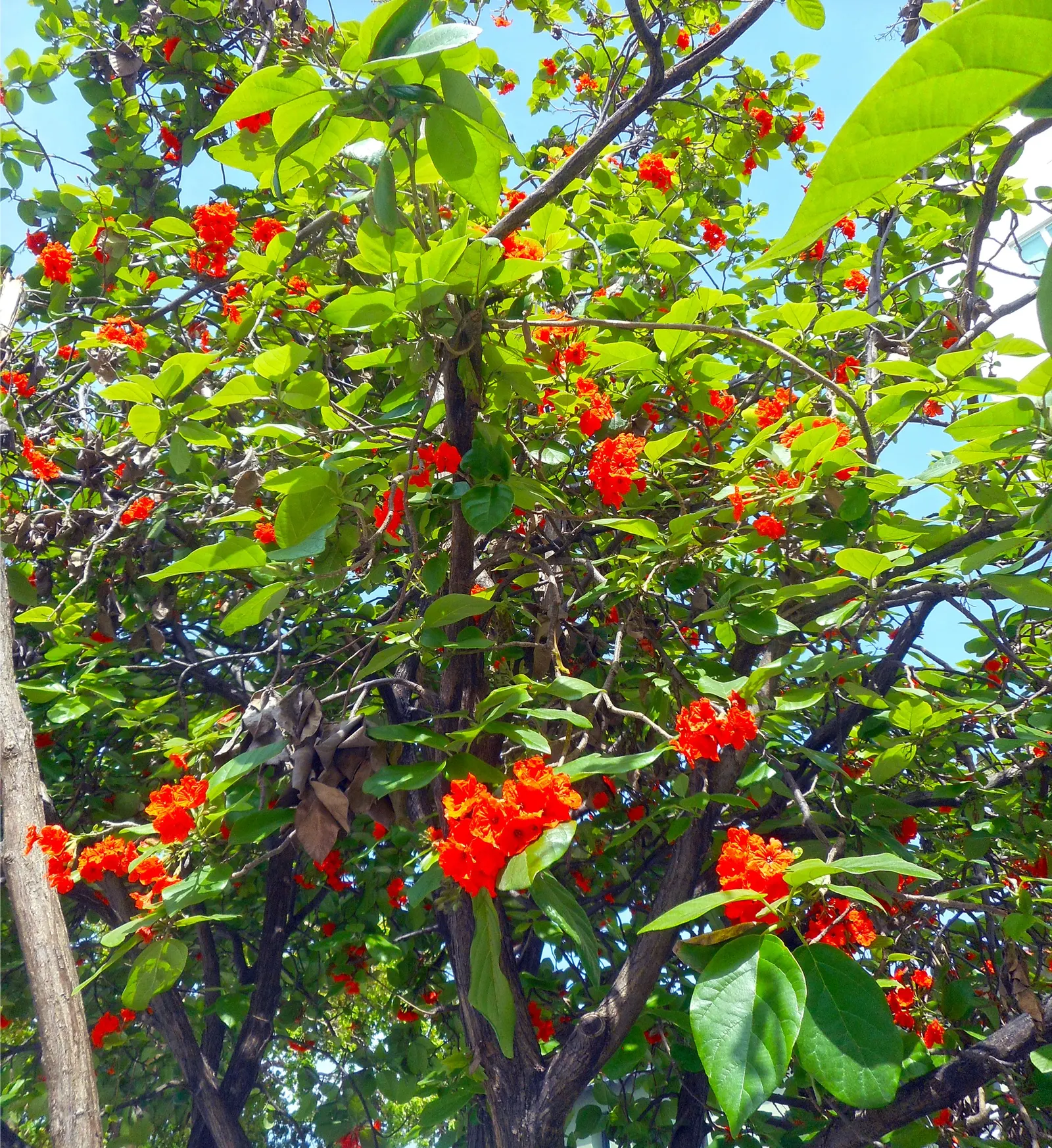 Orange Geiger Tree (Cordia Sebestena) — shrub for full; making it a reliable and resilient choice for a fuss-free garden addition, image 84