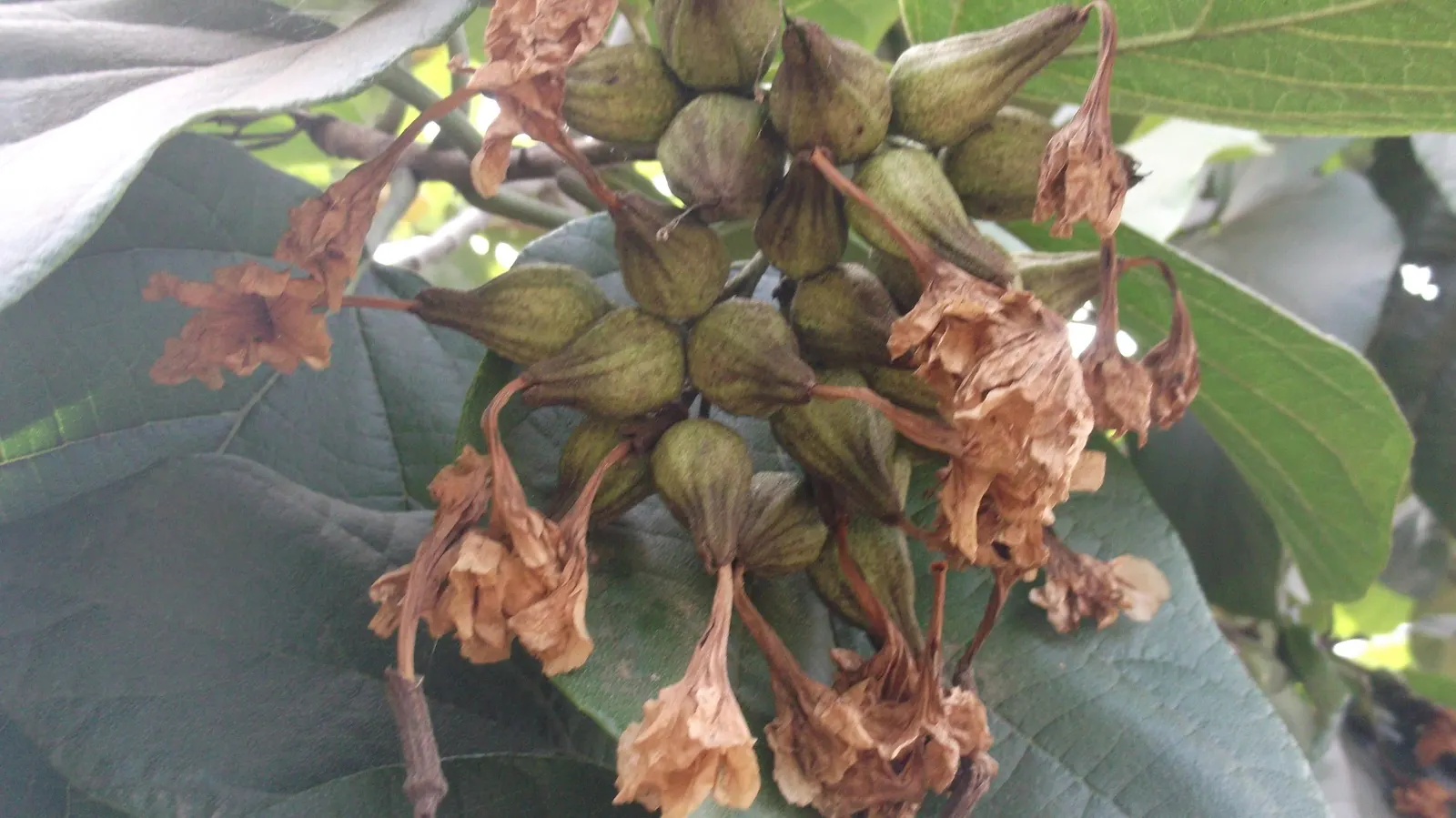 Orange Geiger Tree (Cordia Sebestena) — This robust tree is salt-tolerant; this evergreen reaches up to 20-30 feet in height and spreads up to 20, image 73