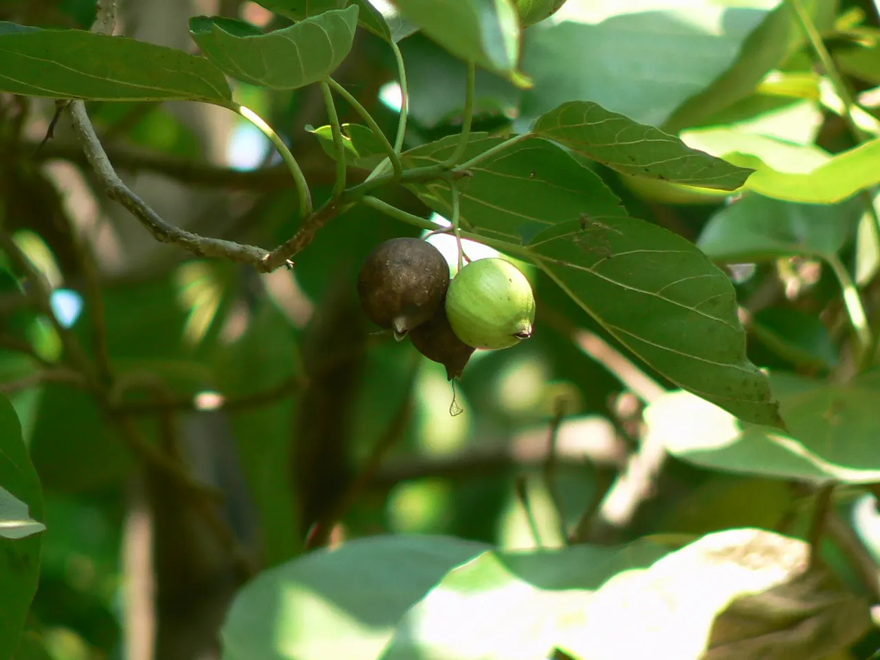 Orange Geiger Tree (Cordia Sebestena) — This evergreen reaches up to 20-30 feet in height and spreads up to 20 feet; making it a reliable and resilient choice