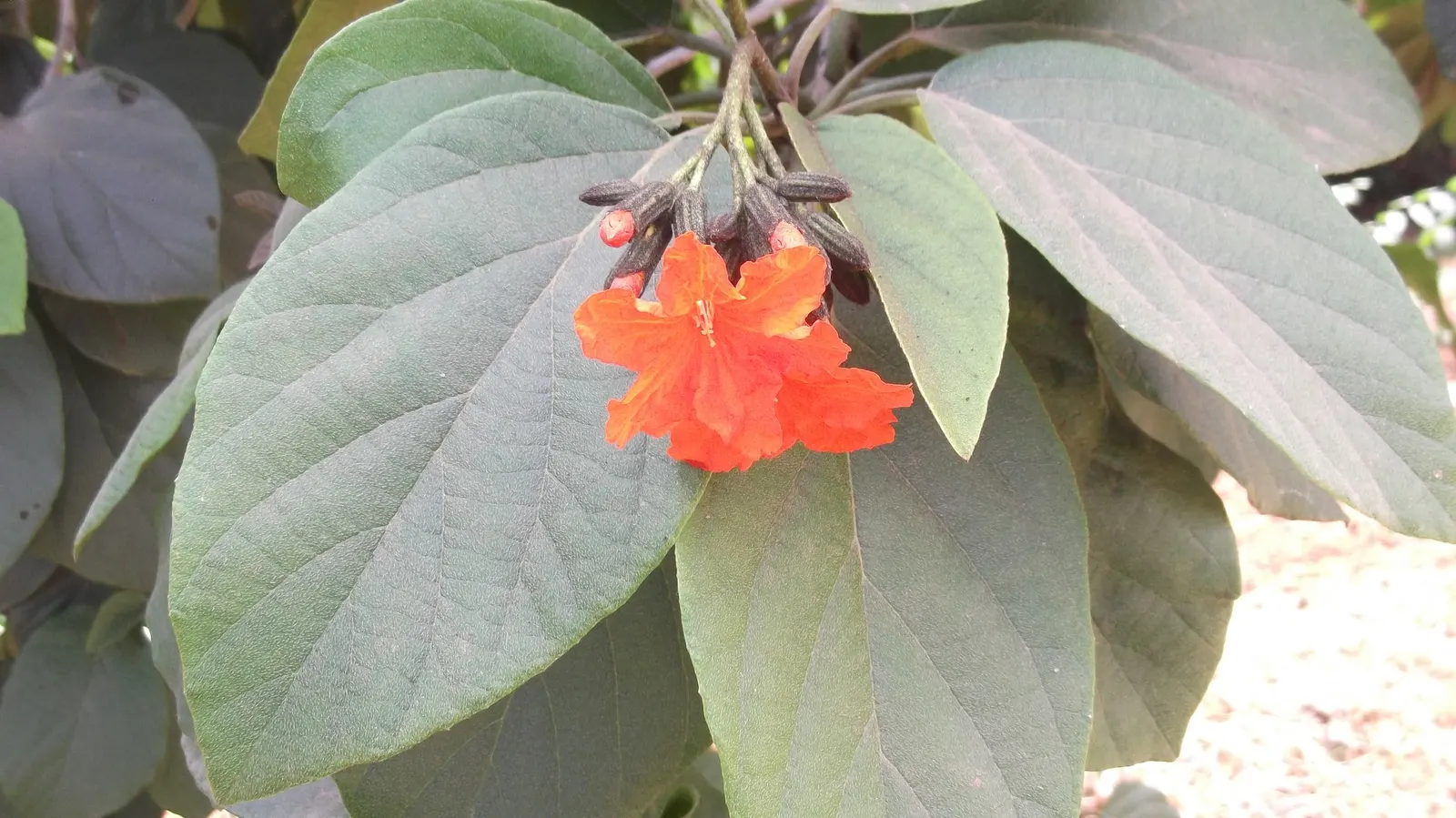 Orange Geiger Tree (Cordia Sebestena) — making it suitable for coastal settings; making it suitable for coastal areas, image 63