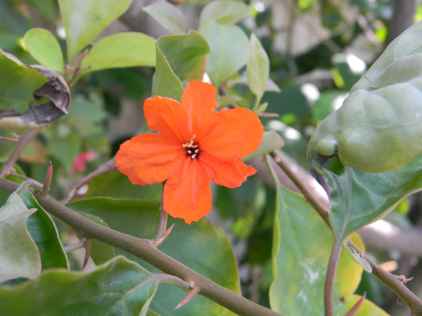 Orange Geiger Tree (Cordia Sebestena) — withstanding minimum temperatures of 30 to 40&deg;F.<br><br>In terms of maintenance