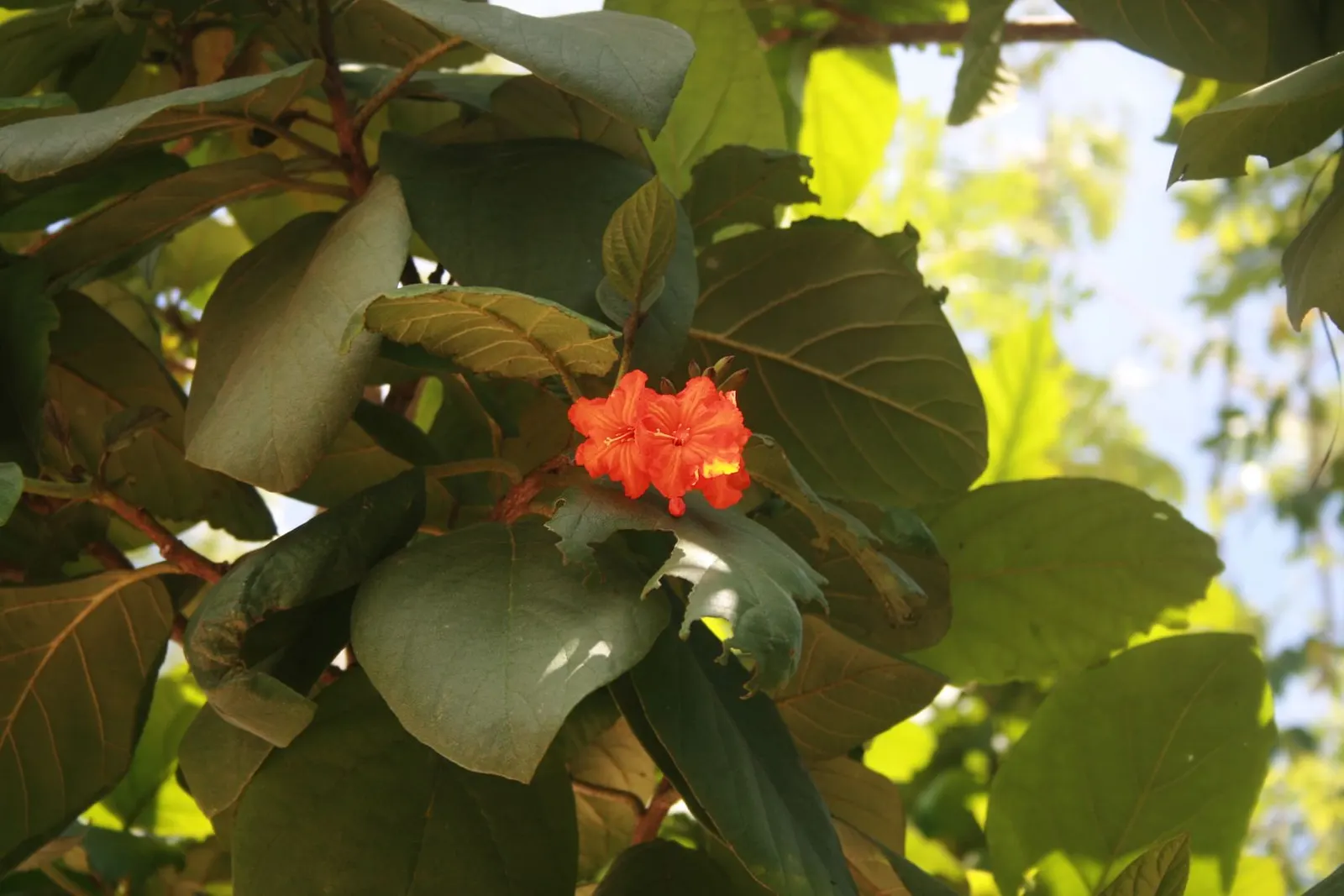 Orange Geiger Tree (Cordia Sebestena) — Gracefully sporting a dense