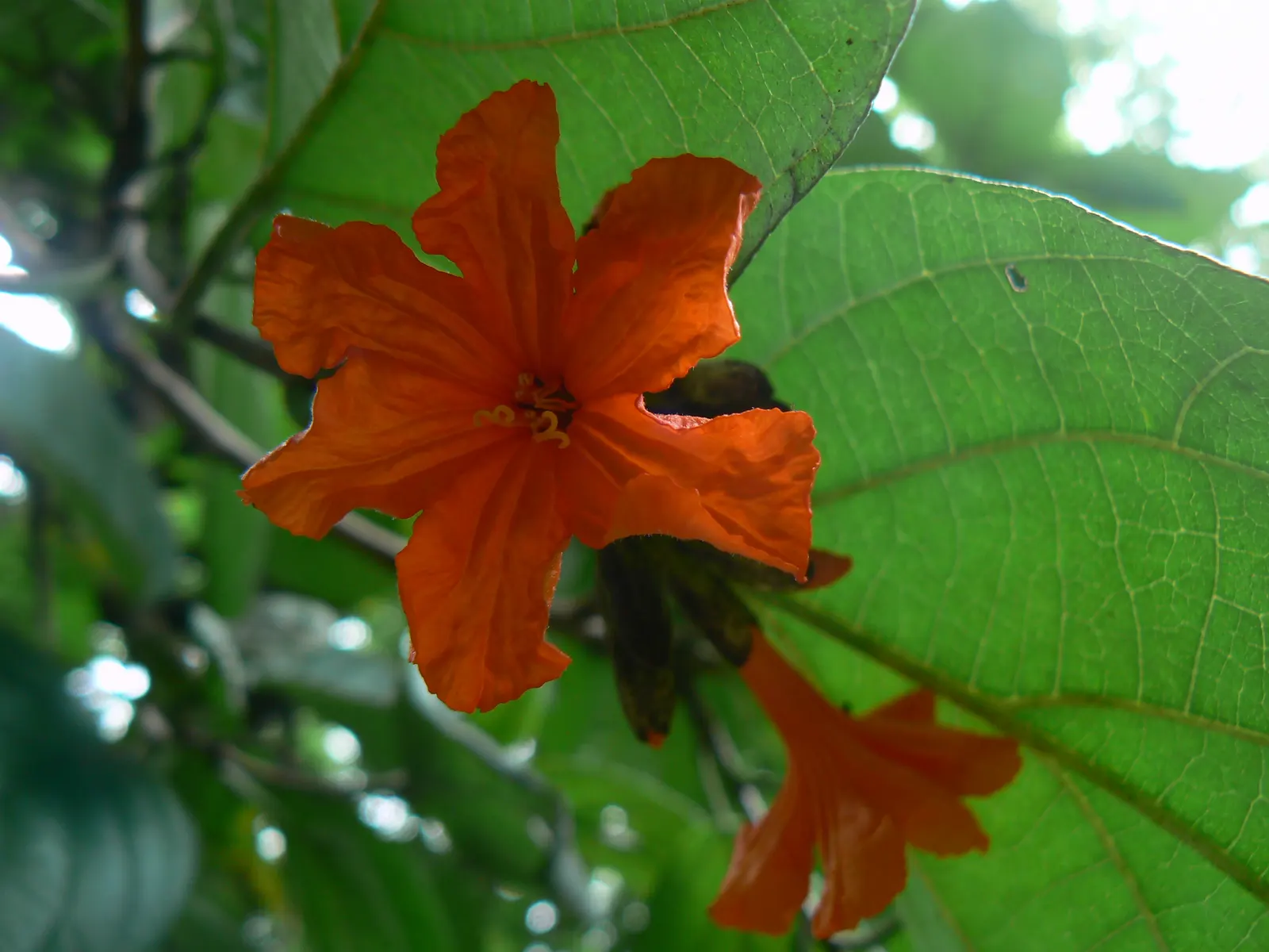 Orange Geiger Tree (Cordia Sebestena) — its foliage consists of broad; this evergreen reaches up to 20-30 feet in height and spreads up to 20 feet, image 97