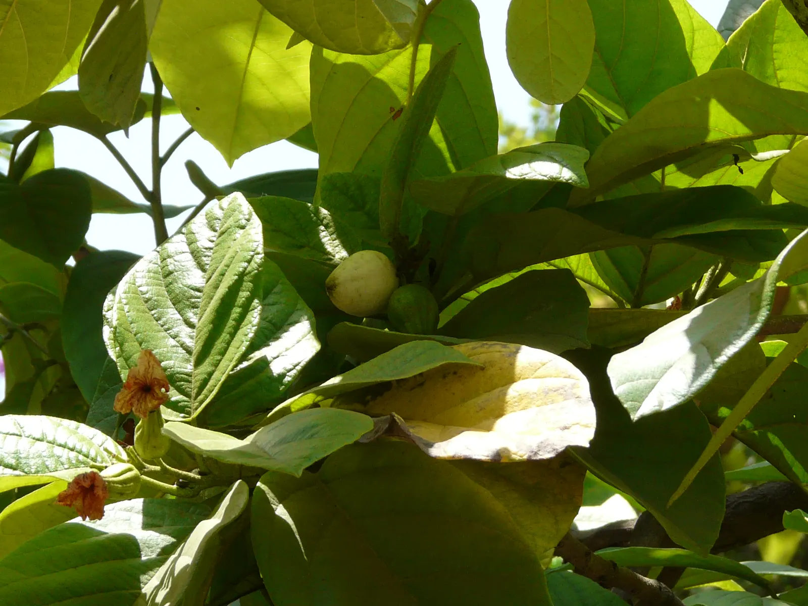 Orange Geiger Tree (Cordia Sebestena) — making it suitable for coastal areas; allowing it to comfortably fit into residential gardens without overwhelming the