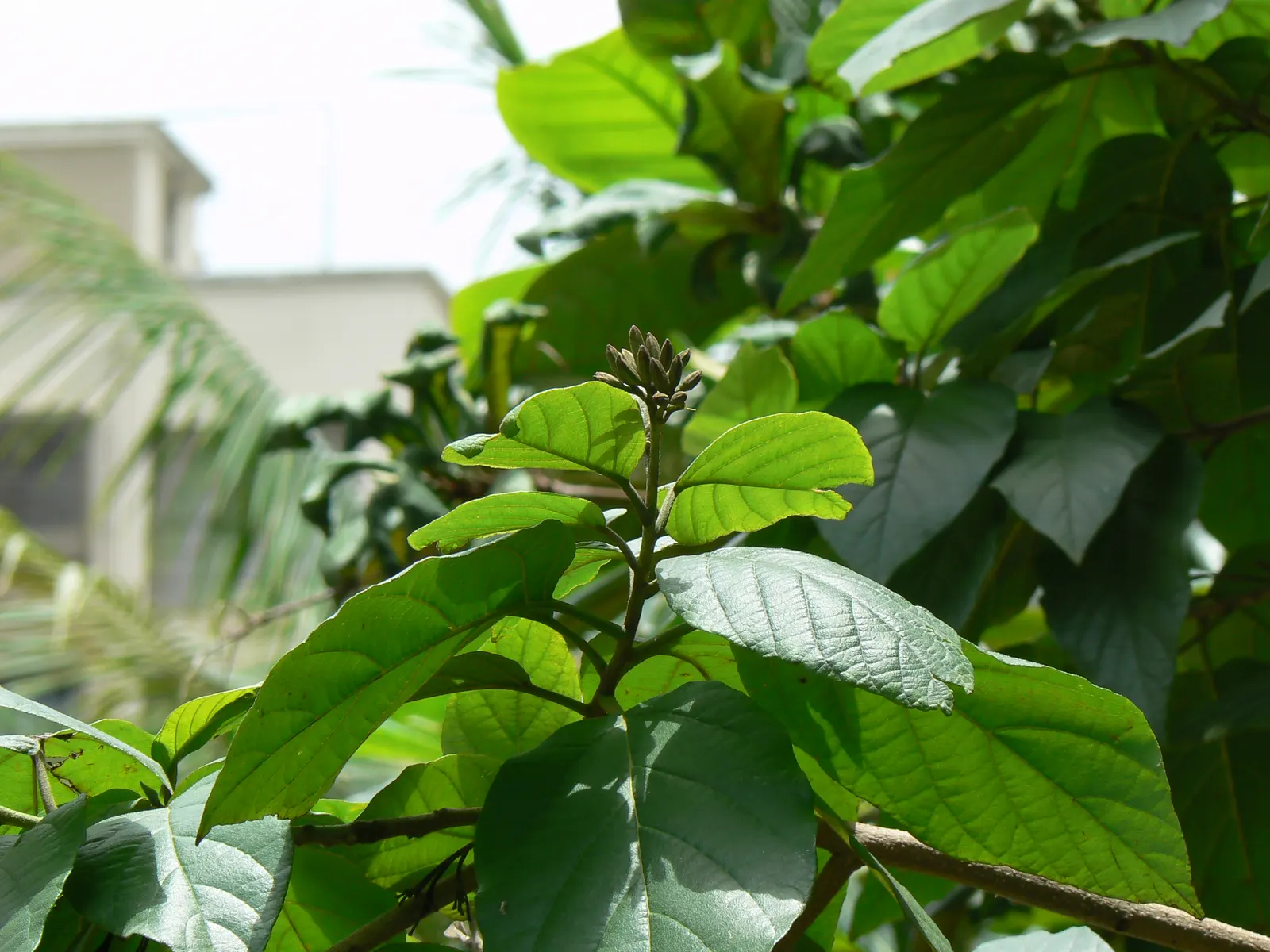 Orange Geiger Tree (Cordia Sebestena) — the Orange Geiger Tree is relatively low-maintenance; allowing it to comfortably fit into residential, image 106