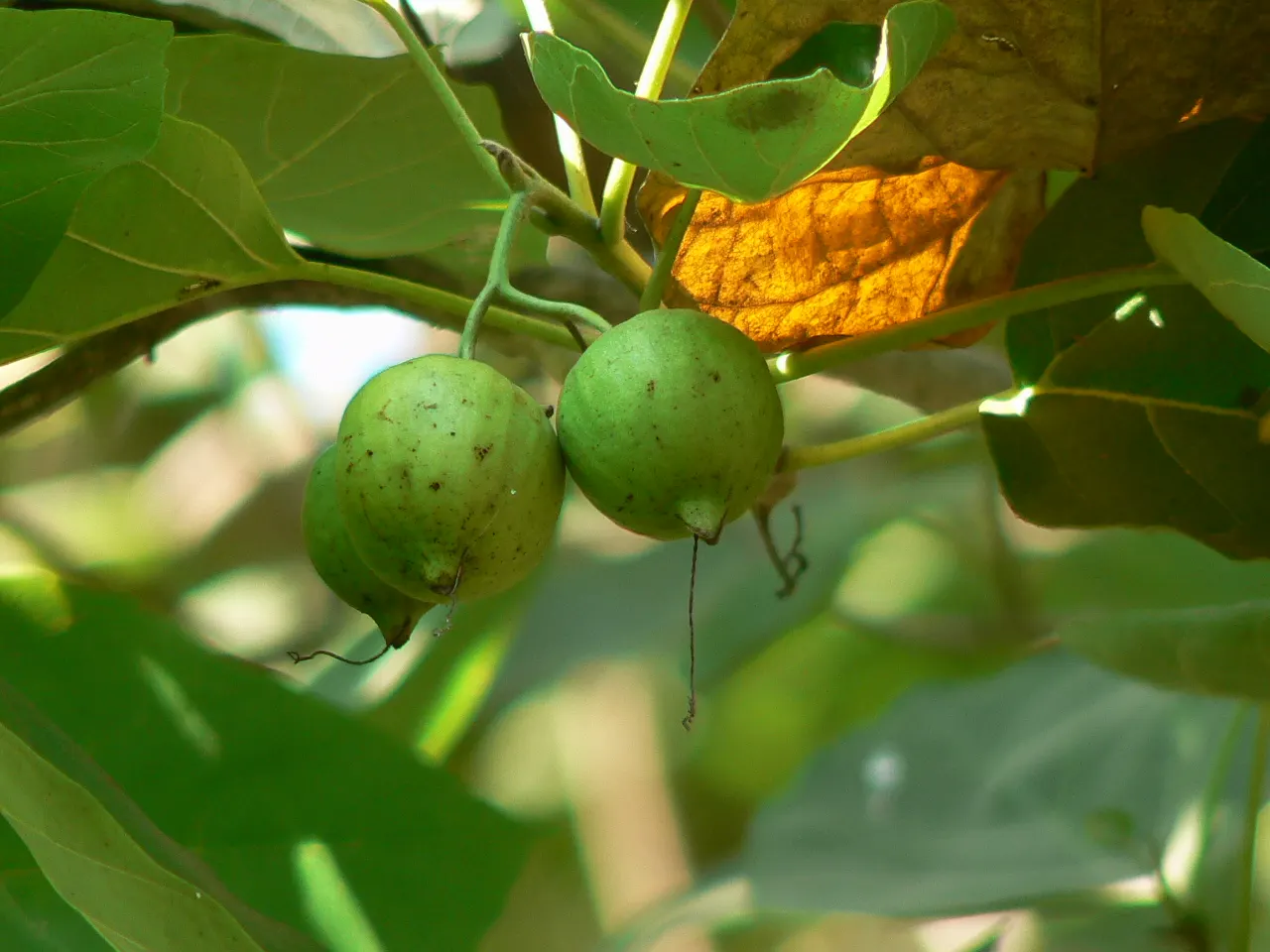 Orange Geiger Tree (Cordia Sebestena) — a visually striking ornamental