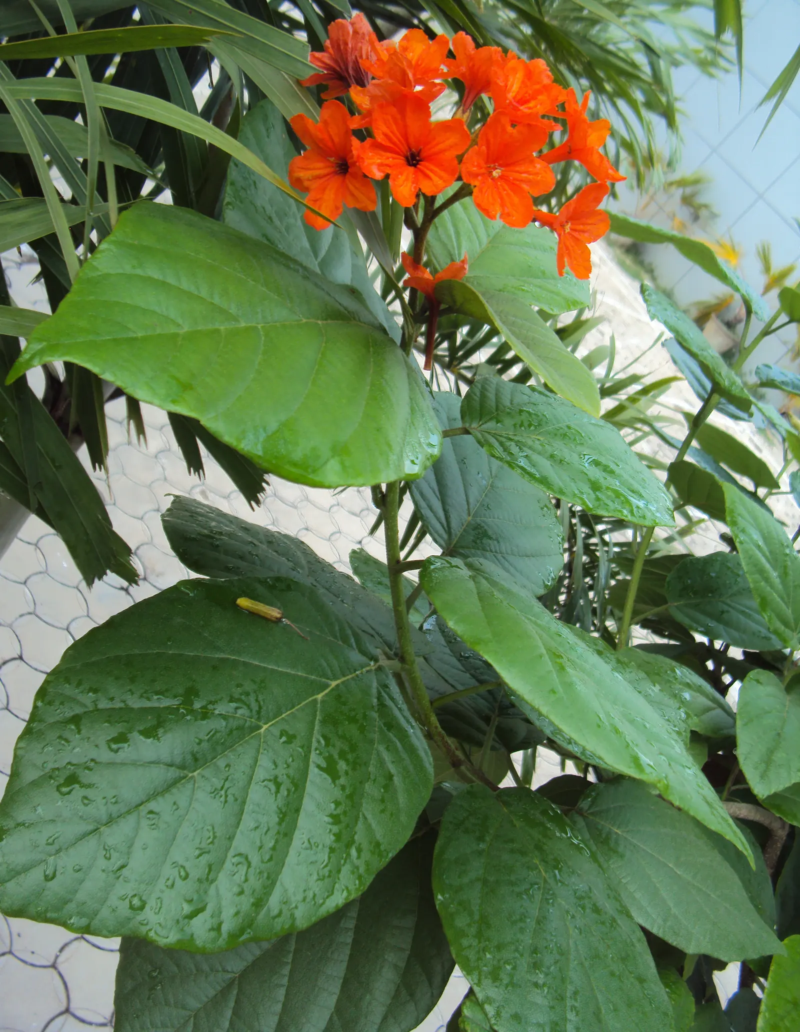 Orange Geiger Tree (Cordia Sebestena) — features bold orange blossoms and lush