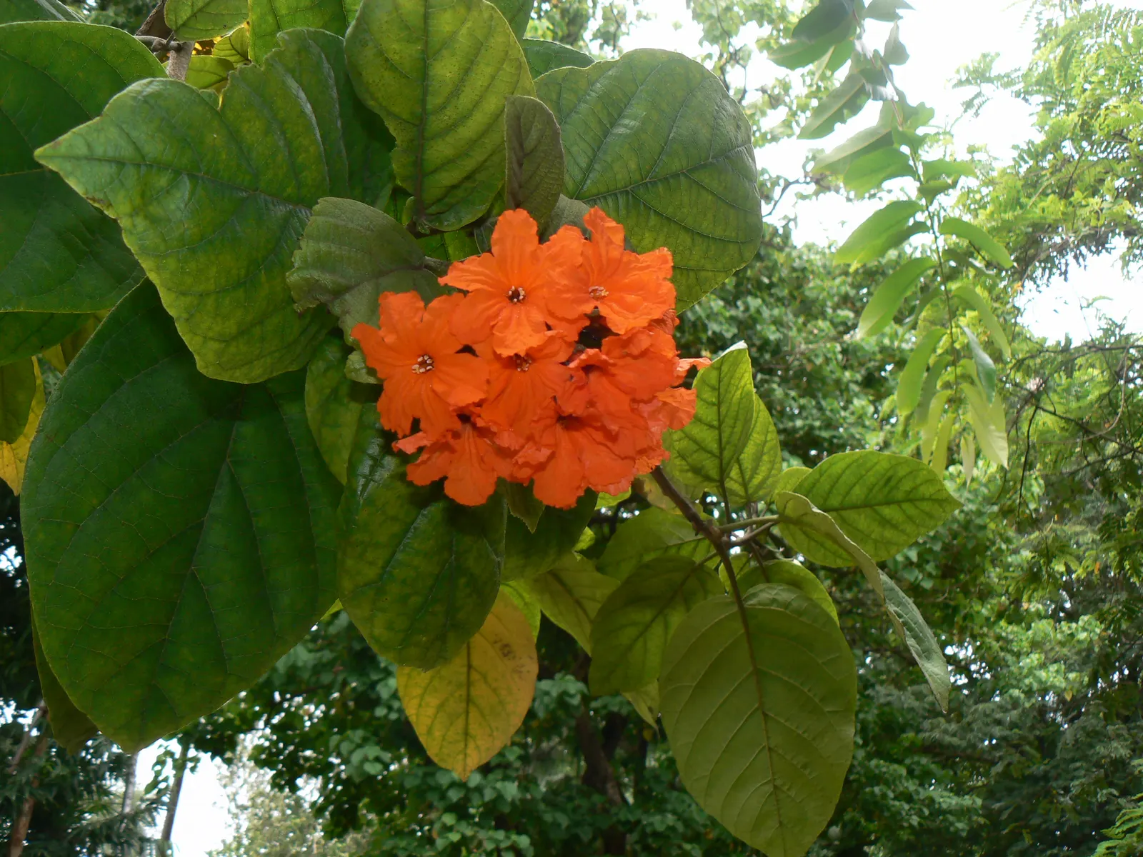 Orange Geiger Tree (Cordia Sebestena) — This evergreen reaches up to 20-30 feet in height and spreads up to 20 feet; making it a reliable and, image 60