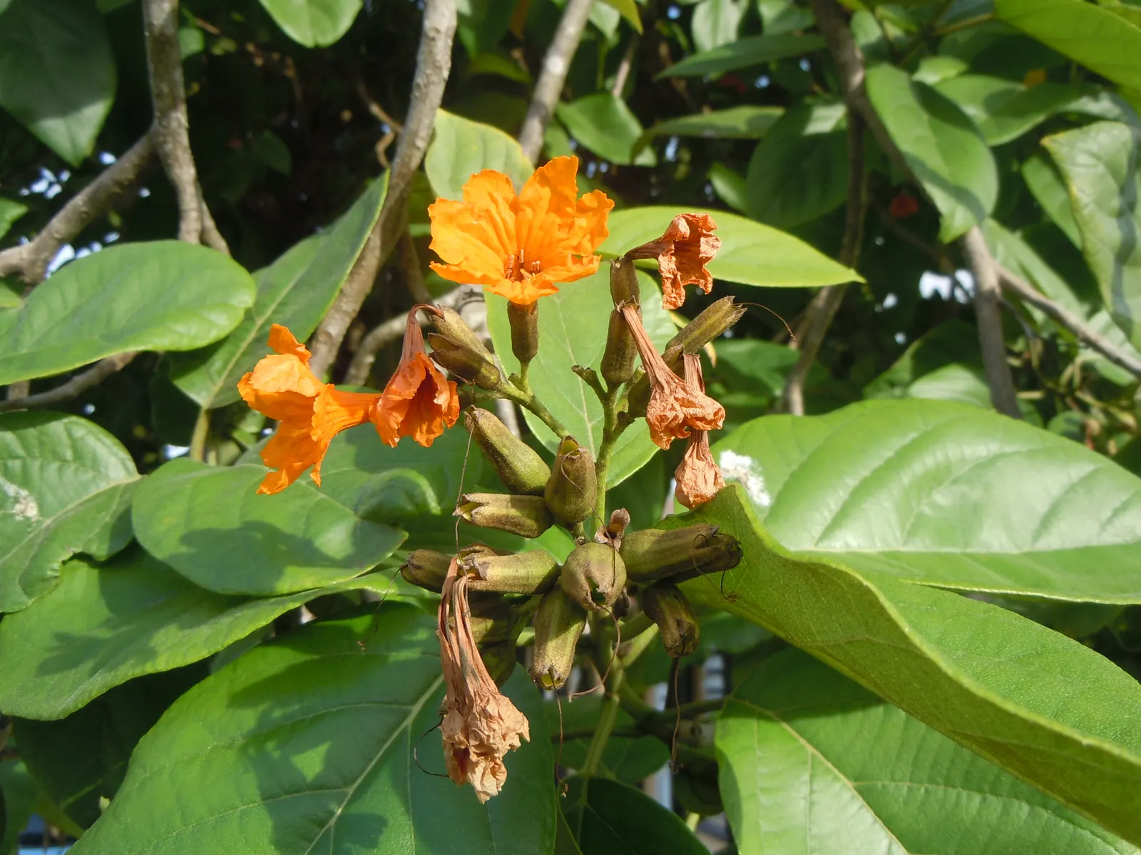 Orange Geiger Tree (Cordia Sebestena) — white flowers in the garden; allowing it to comfortably fit into residential gardens without overwhelming the space