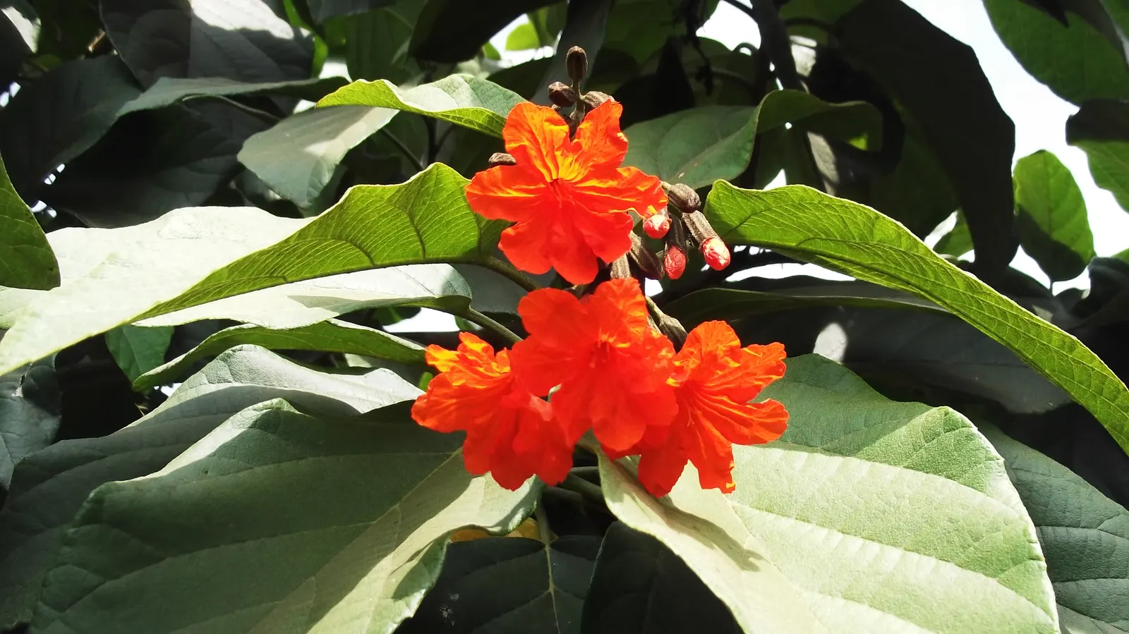 Orange Geiger Tree (Cordia Sebestena) — requiring little pruning to maintain its shape and promote healthy growth; making it suitable for coastal, image 107