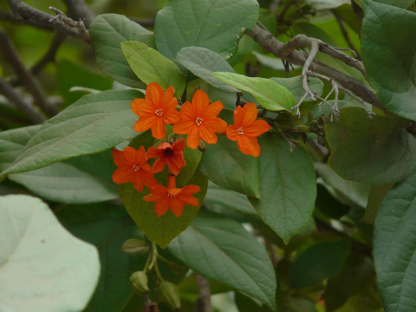 Orange Geiger Tree (Cordia Sebestena) — Regular watering promotes optimal growth; making it a reliable and resilient choice for a fuss-free garden, image 92