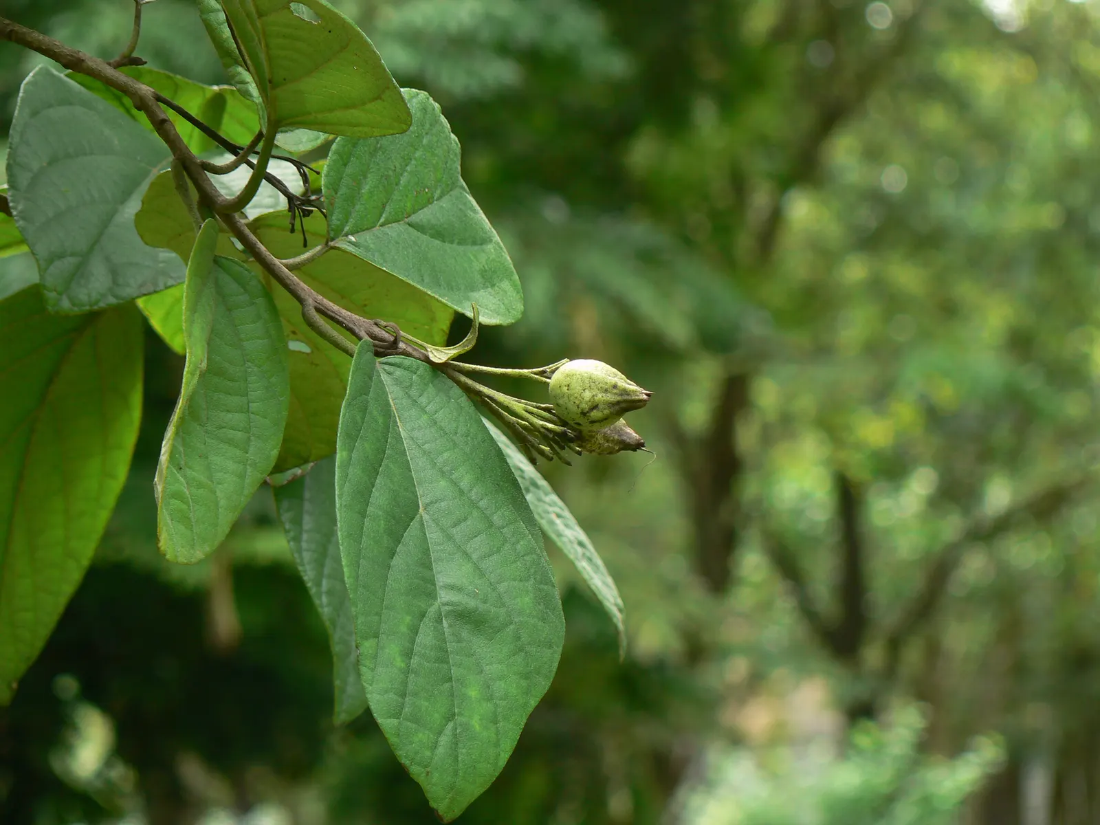 Orange Geiger Tree (Cordia Sebestena) — This robust tree is salt-tolerant