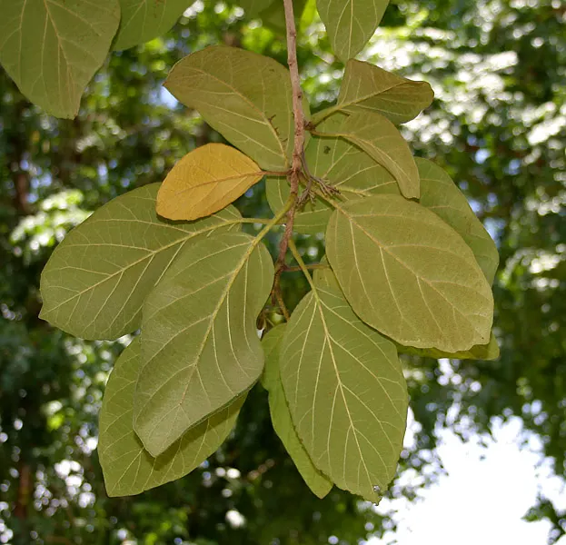 Orange Geiger Tree (Cordia Sebestena) — making it suitable for coastal areas; allowing it to comfortably fit into residential gardens without, image 74