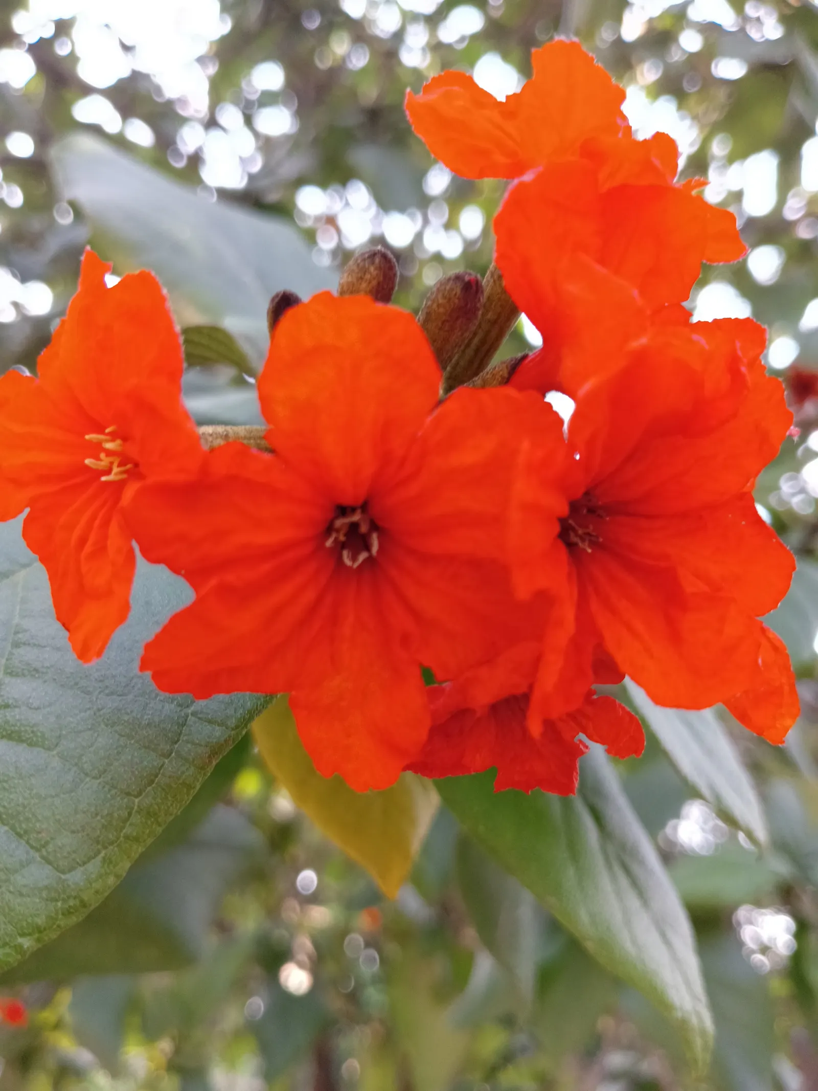 Orange Geiger Tree (Cordia Sebestena) — Regular watering promotes optimal growth; making it a reliable and resilient choice for a fuss-free garden, image 64
