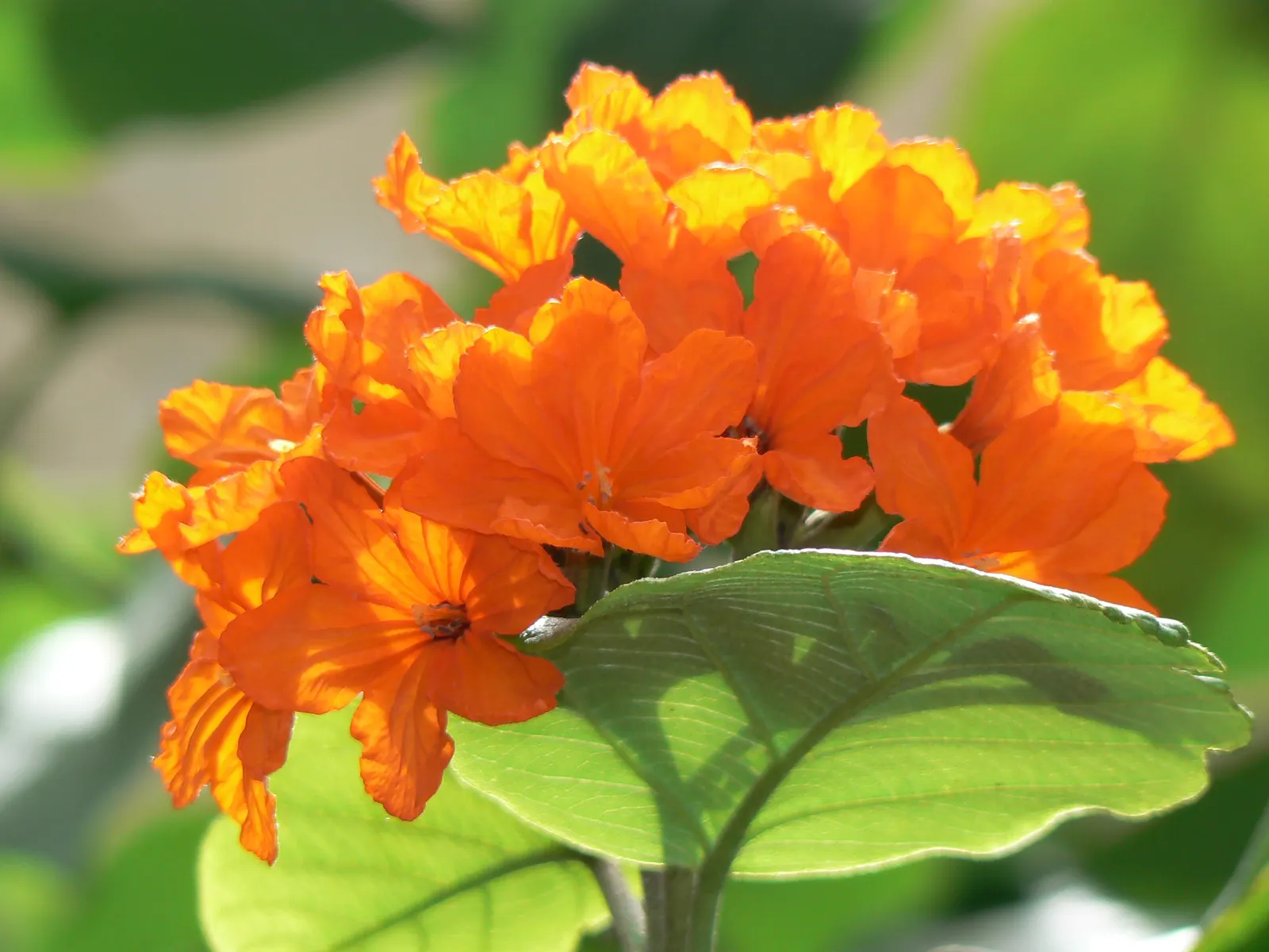 Orange Geiger Tree (Cordia Sebestena) — is a valuable asset to any tropical or subtropical landscape design