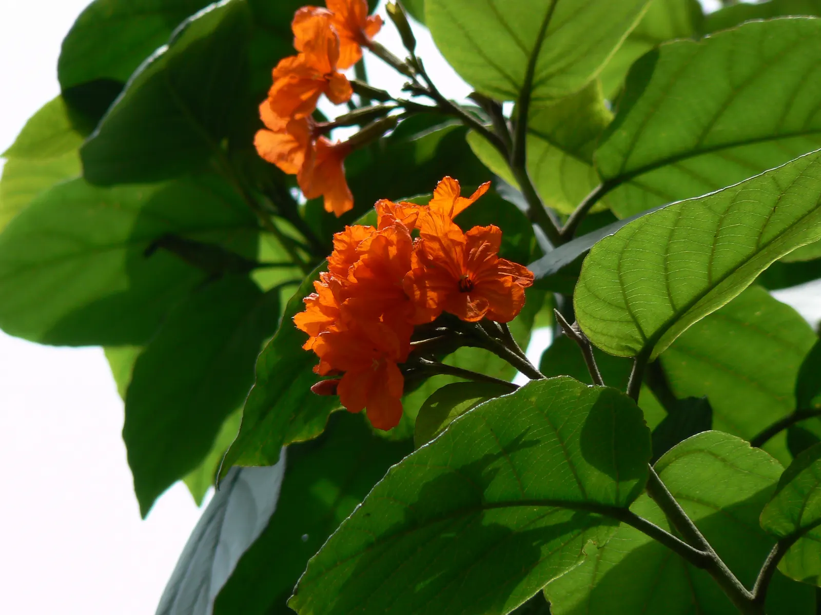Orange Geiger Tree (Cordia Sebestena) — It prefers full sun and adapts to various soil types; this evergreen reaches up to 20-30 feet in height and, image 89